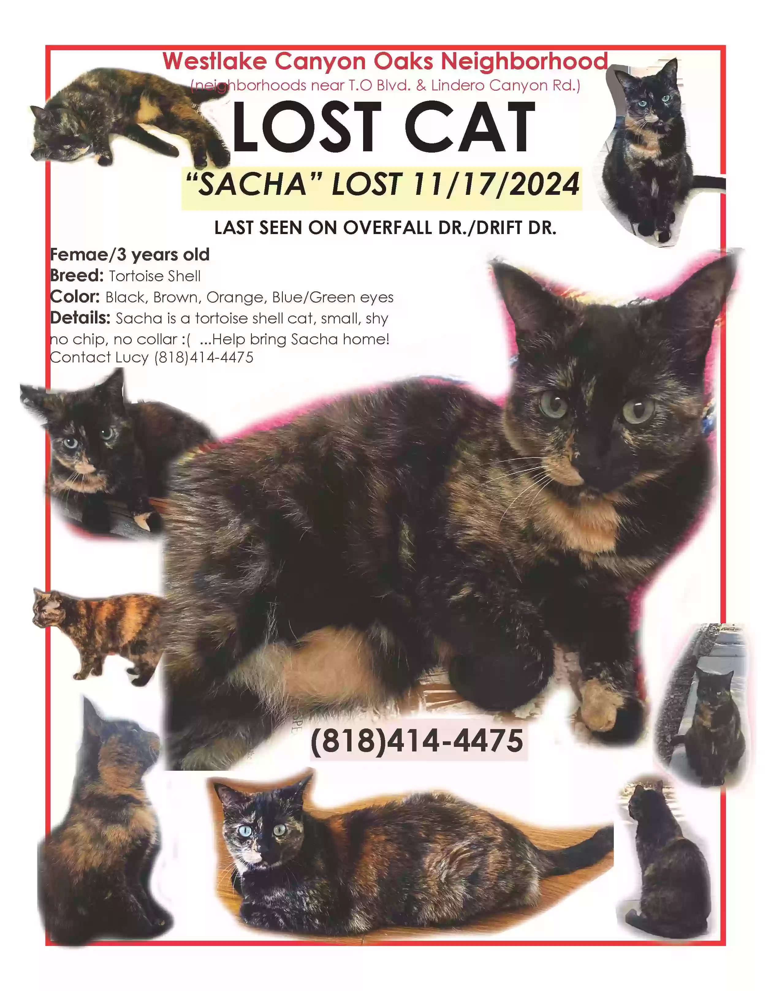 /lostandfound/images/lnfpets/original/181259_photo.webp