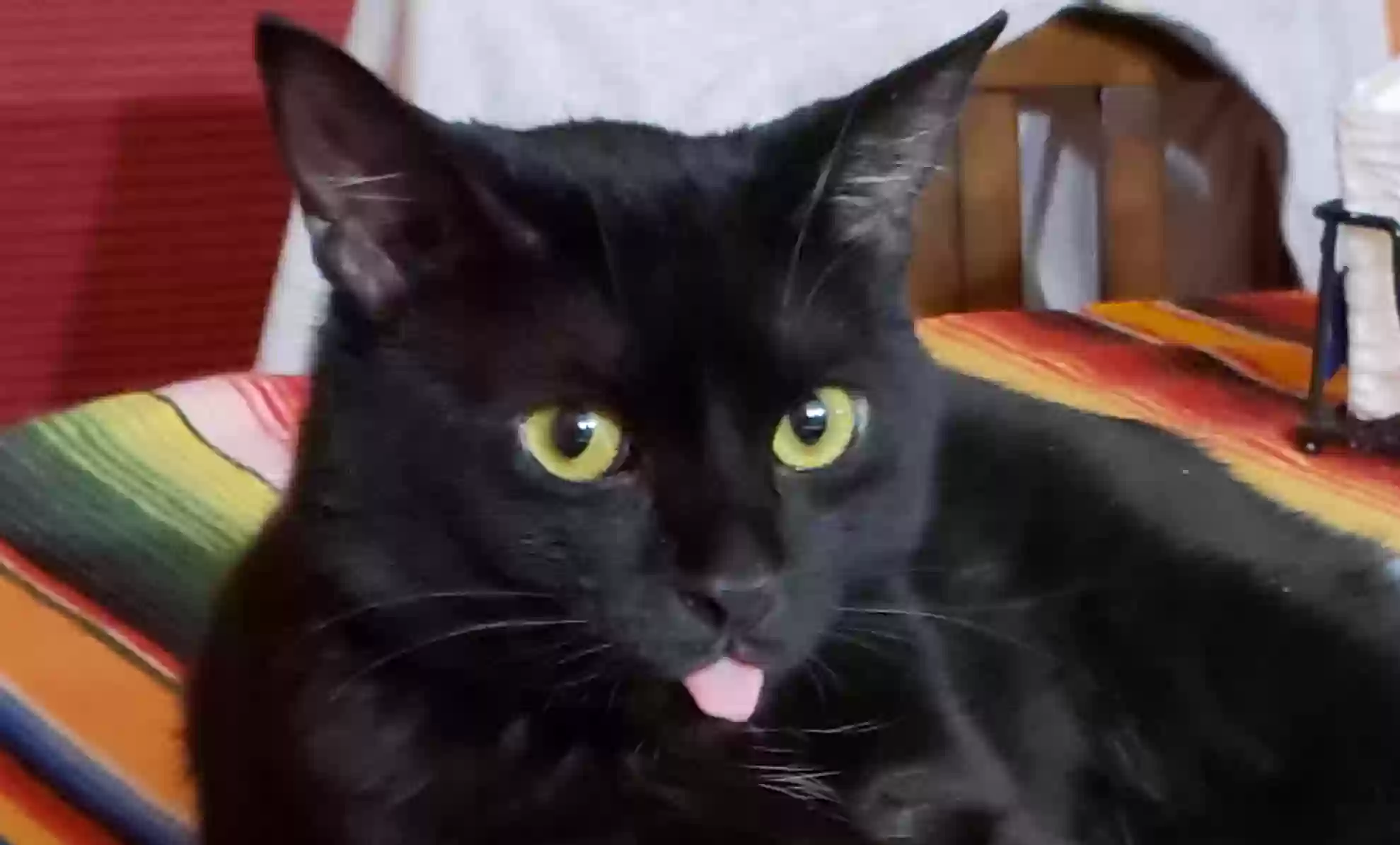 /lostandfound/images/lnfpets/original/181304_photo.webp