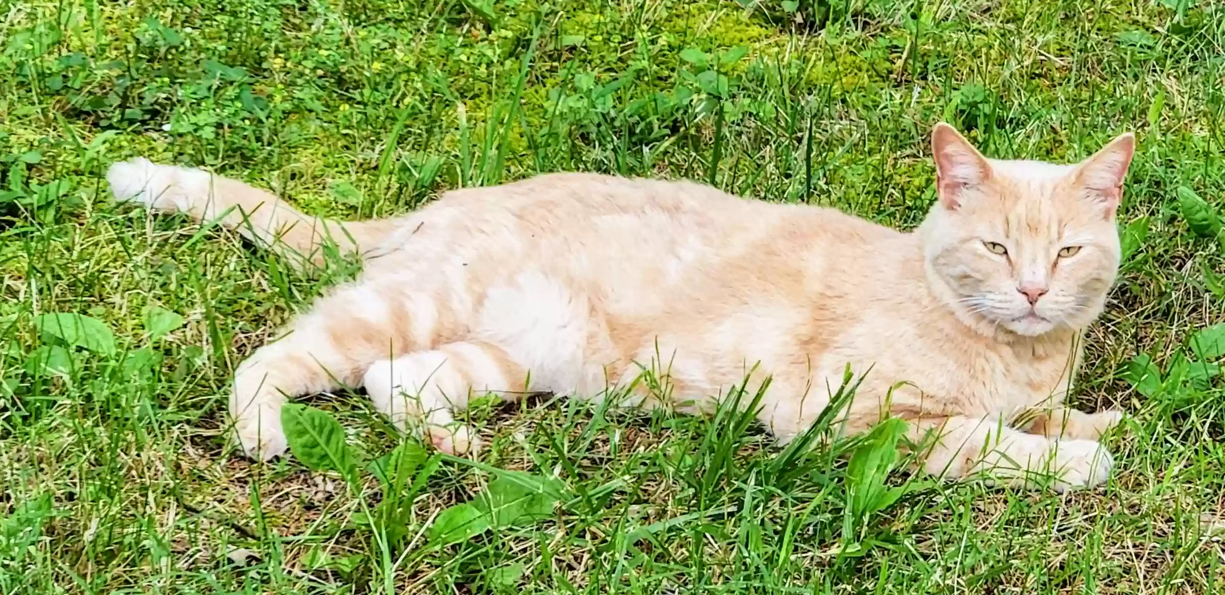 /lostandfound/images/lnfpets/original/181480_photo.webp