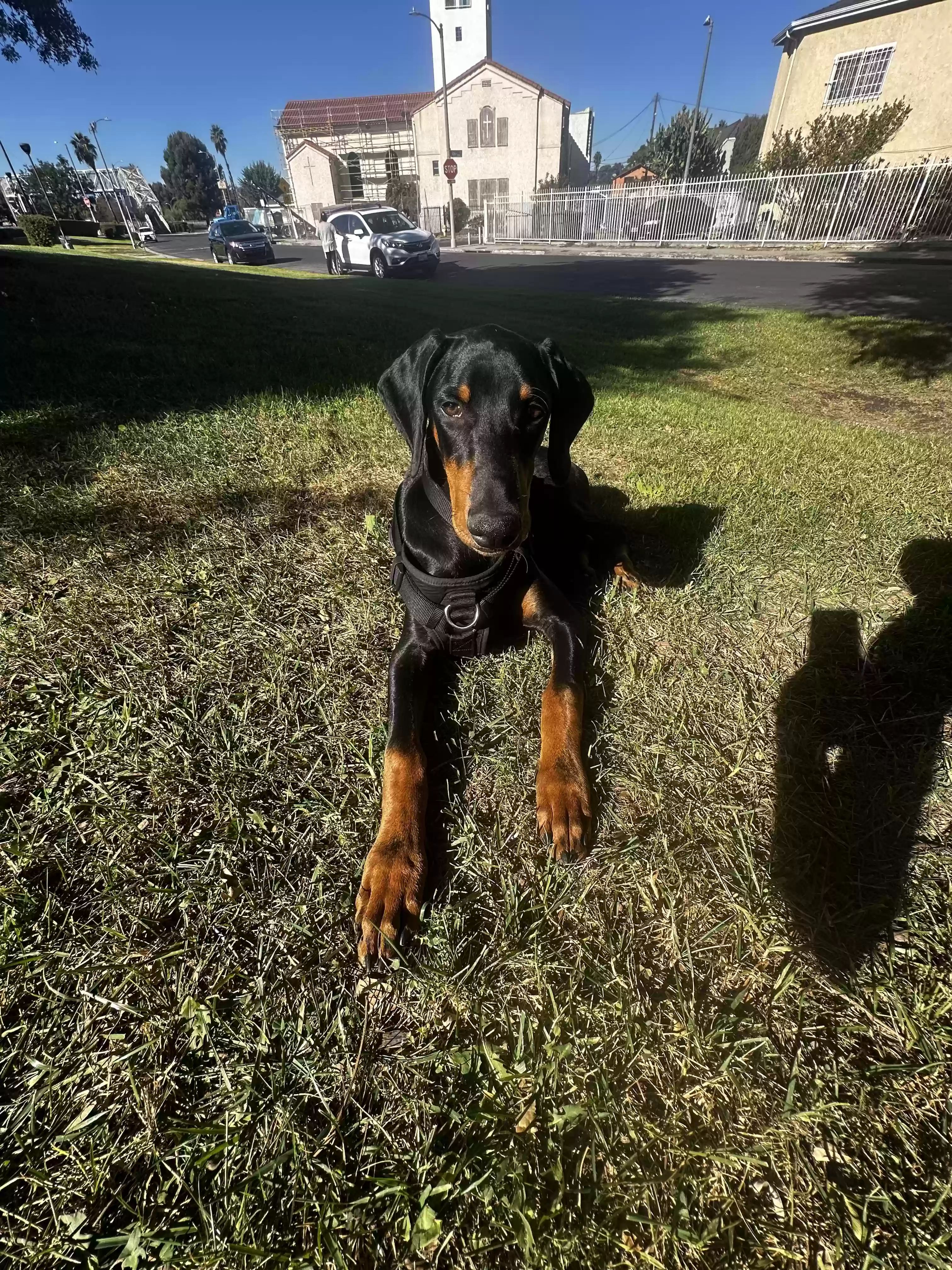 /lostandfound/images/lnfpets/original/181511_photo.webp