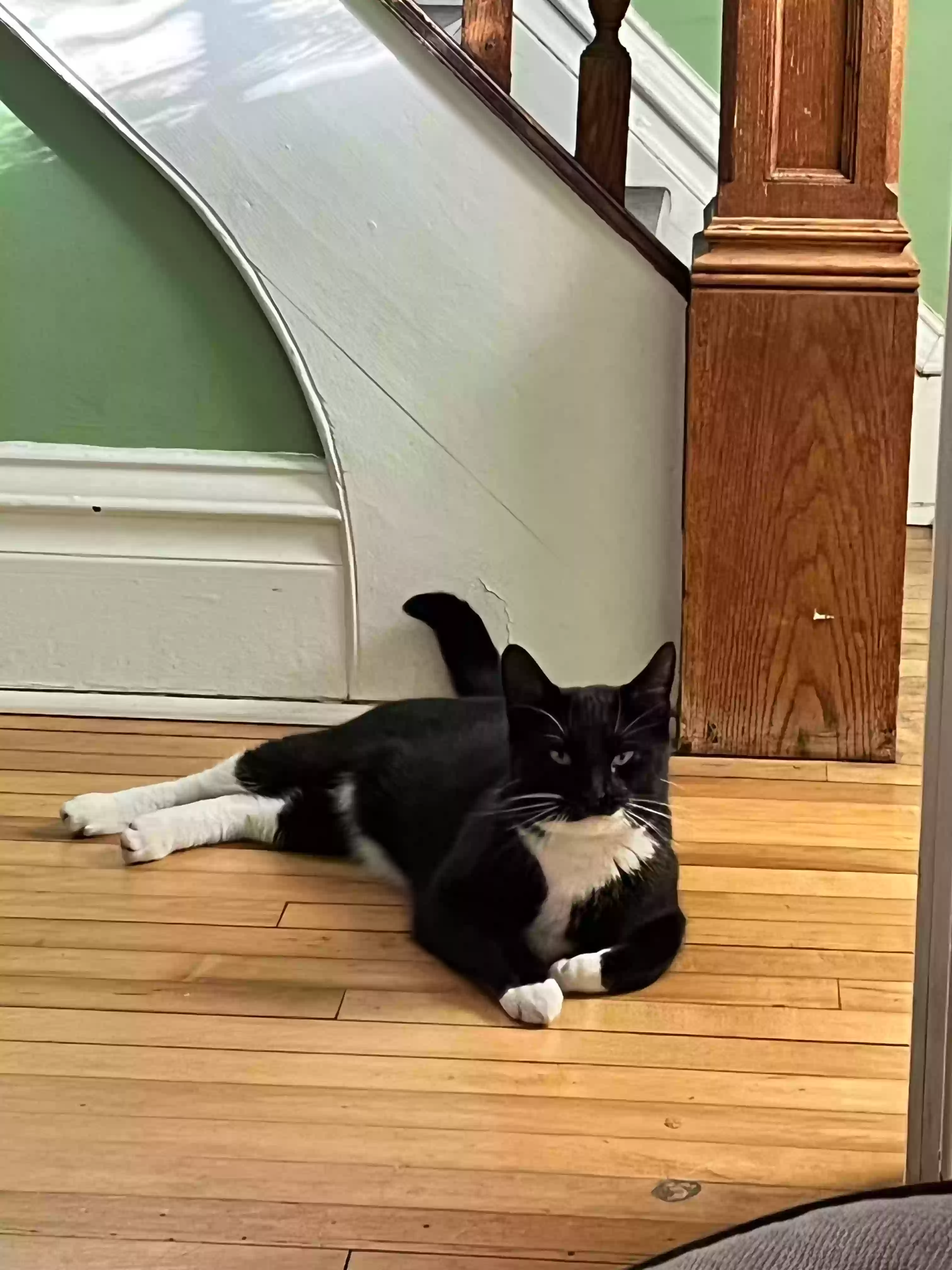 /lostandfound/images/lnfpets/original/181523_photo.webp