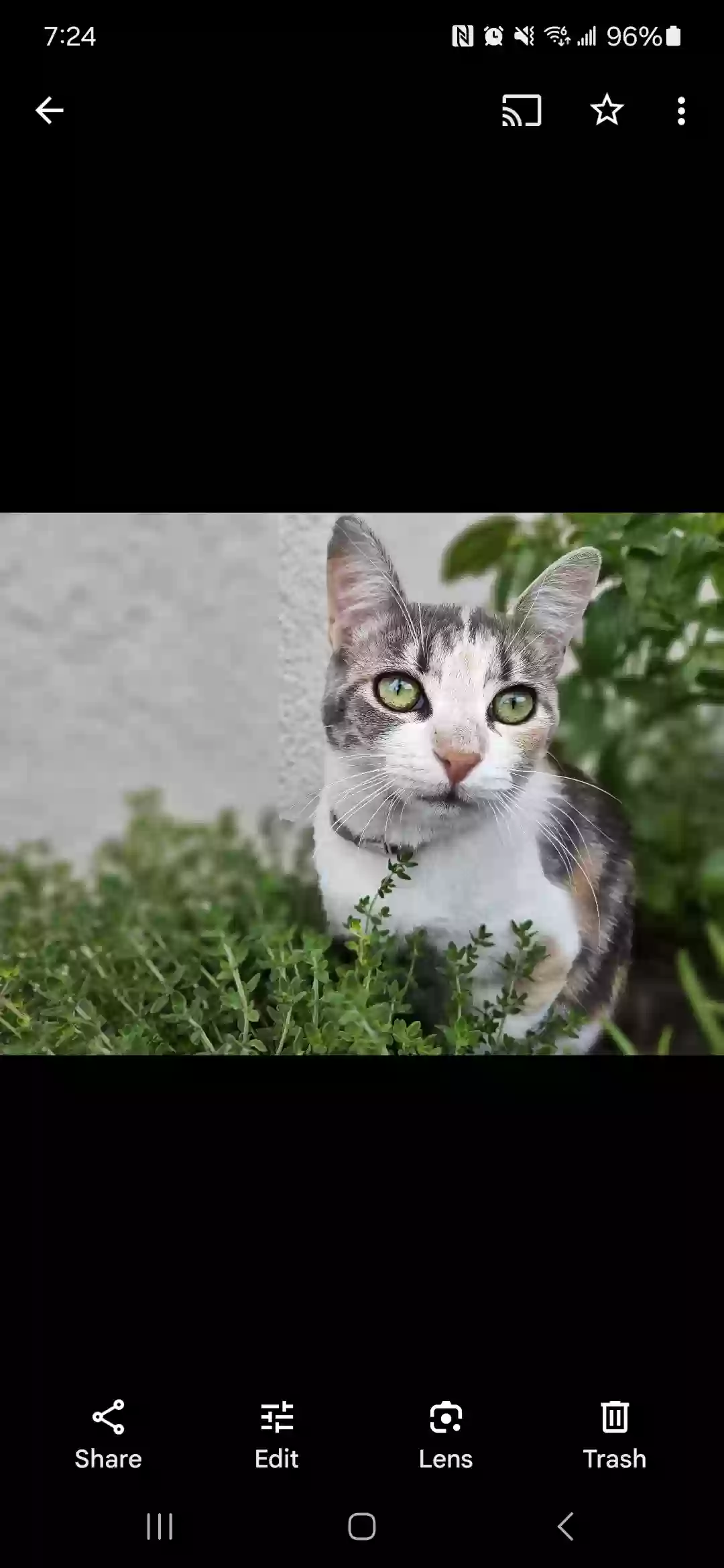 /lostandfound/images/lnfpets/original/181583_photo.webp