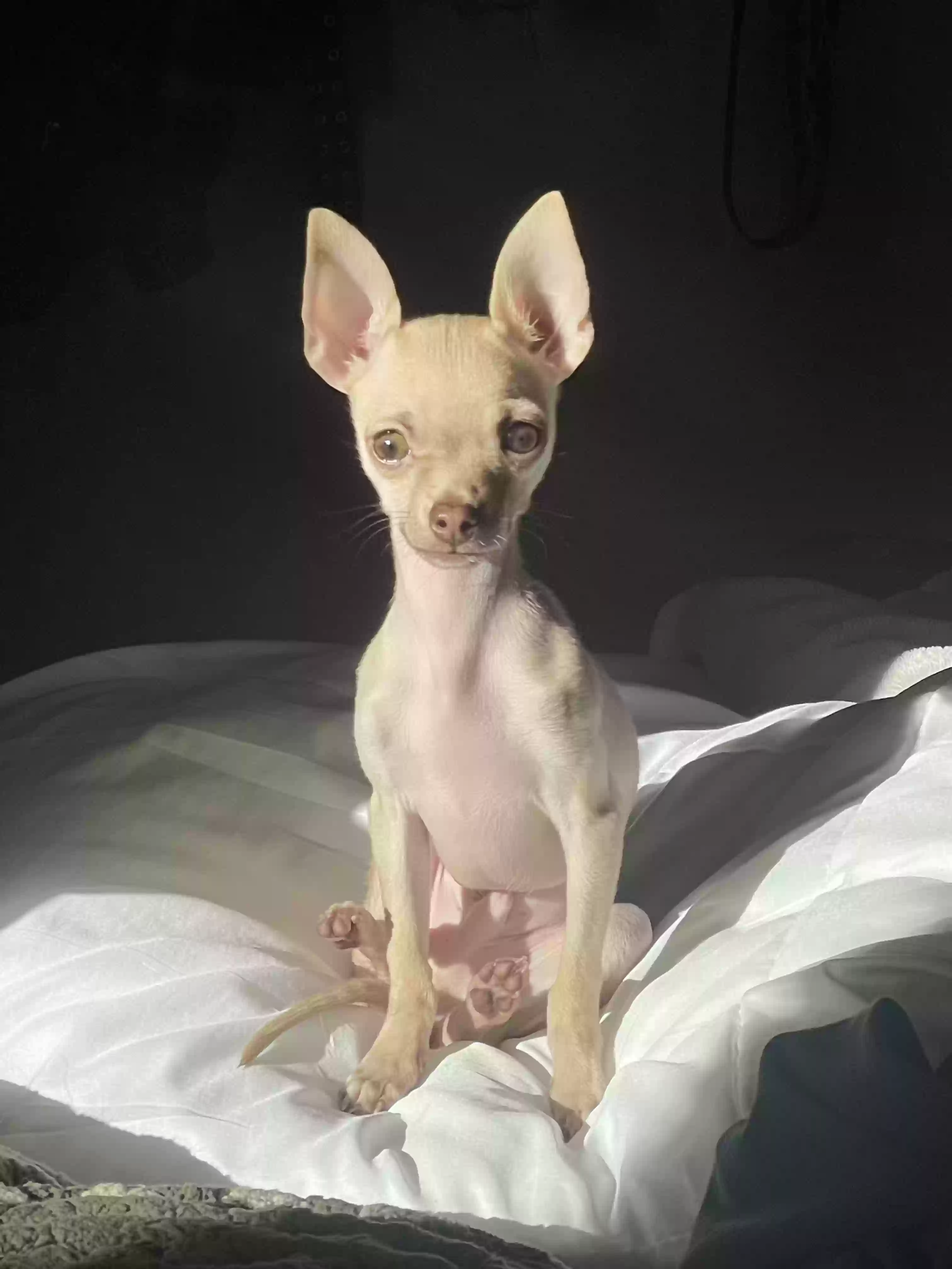 /lostandfound/images/lnfpets/original/181619_photo.webp