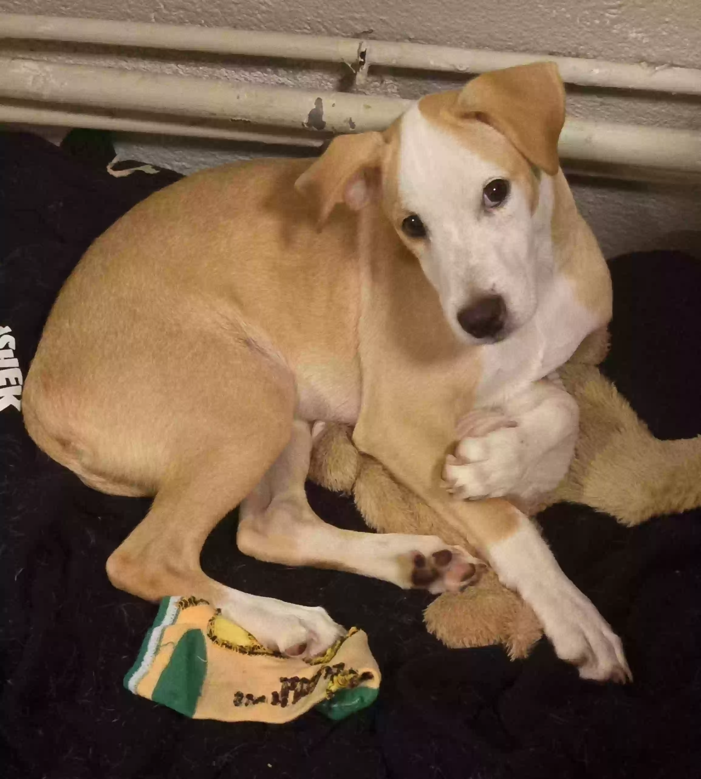 /lostandfound/images/lnfpets/original/181672_photo.webp