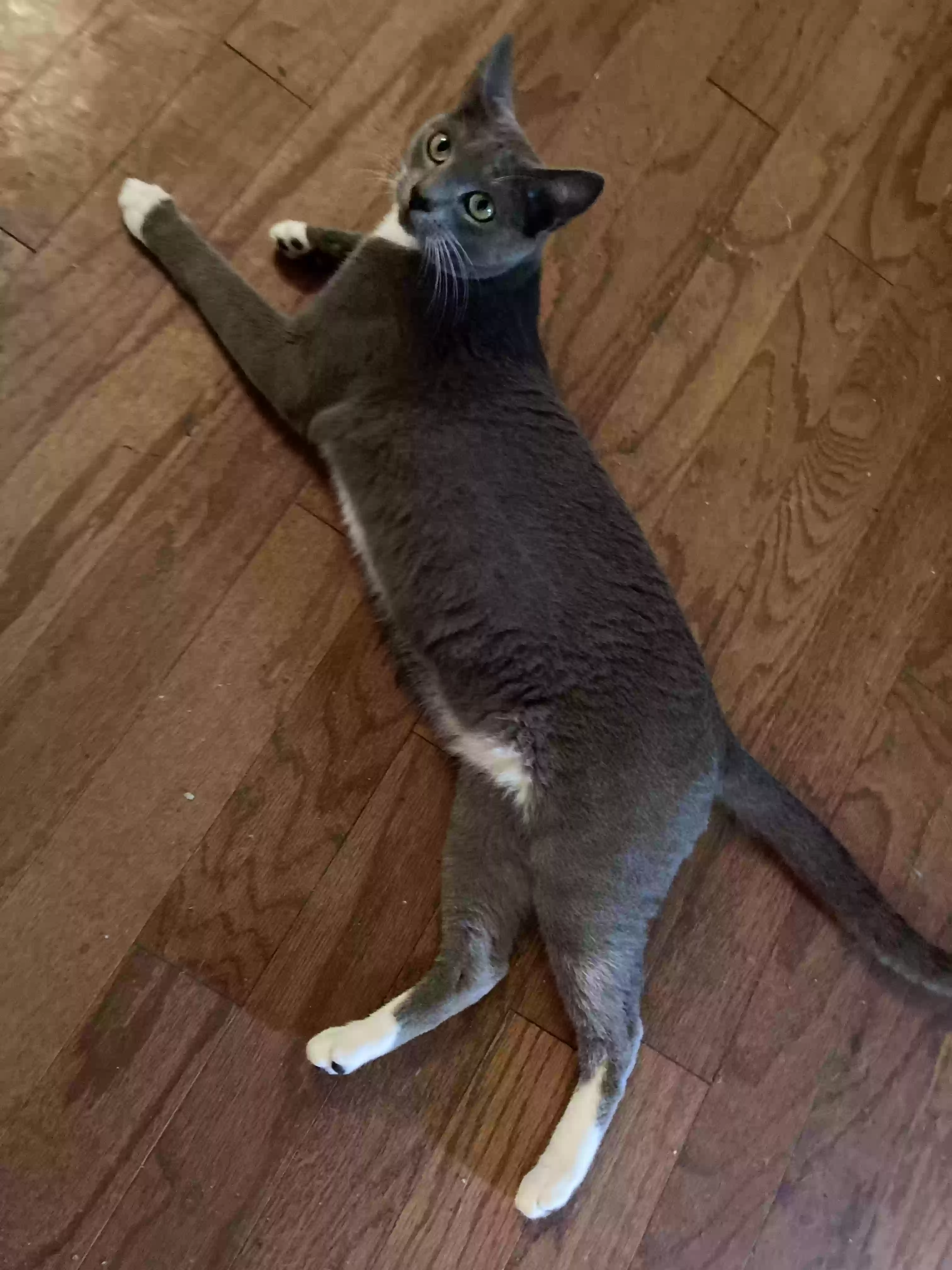 /lostandfound/images/lnfpets/original/181704_photo.webp