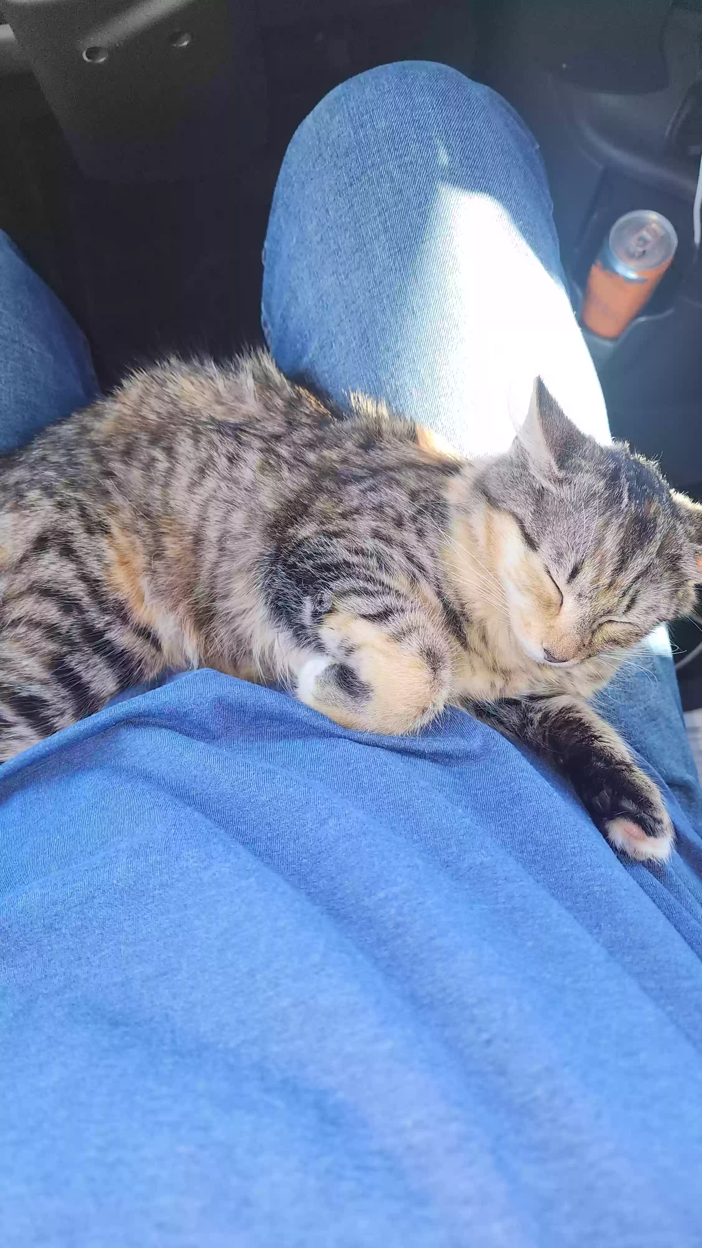 /lostandfound/images/lnfpets/original/181768_photo.webp
