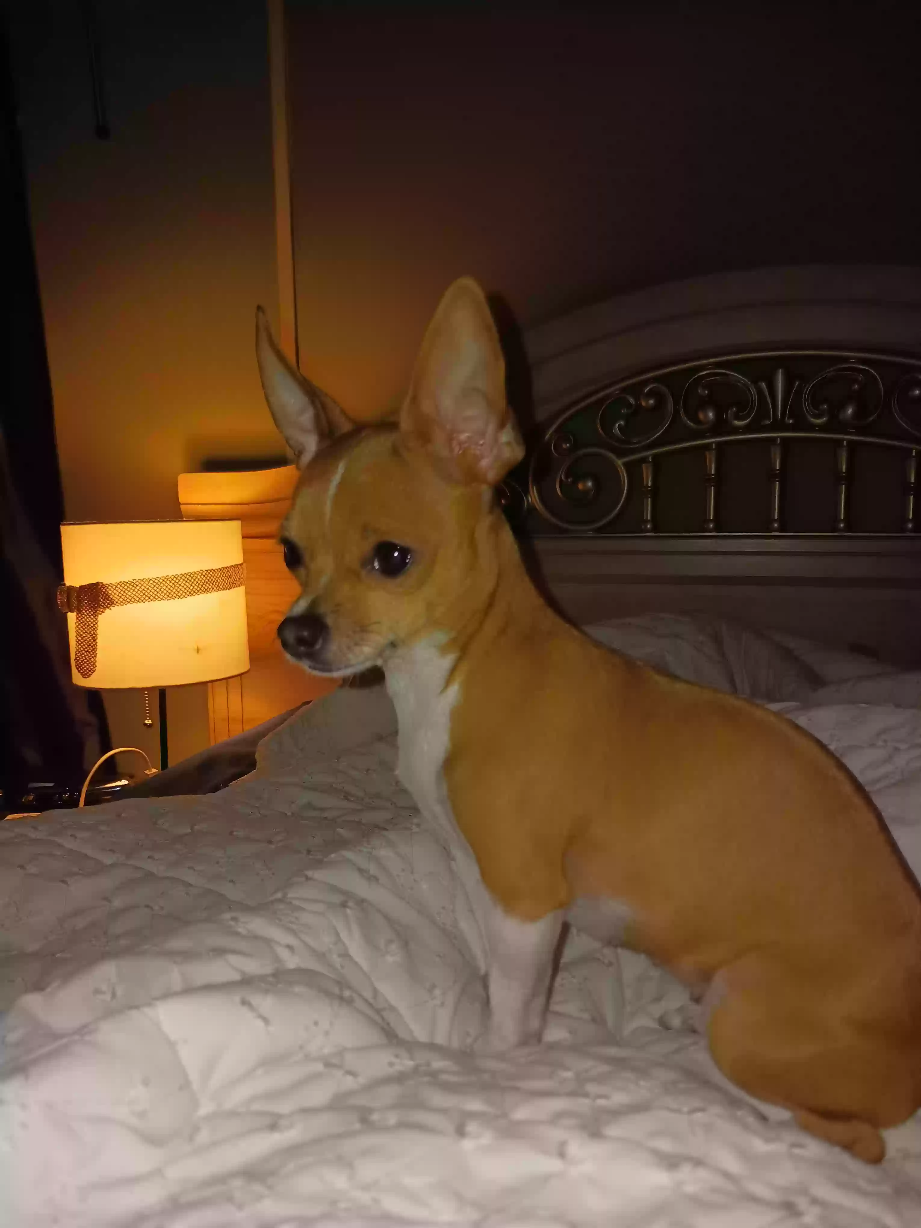 /lostandfound/images/lnfpets/original/181788_photo.webp