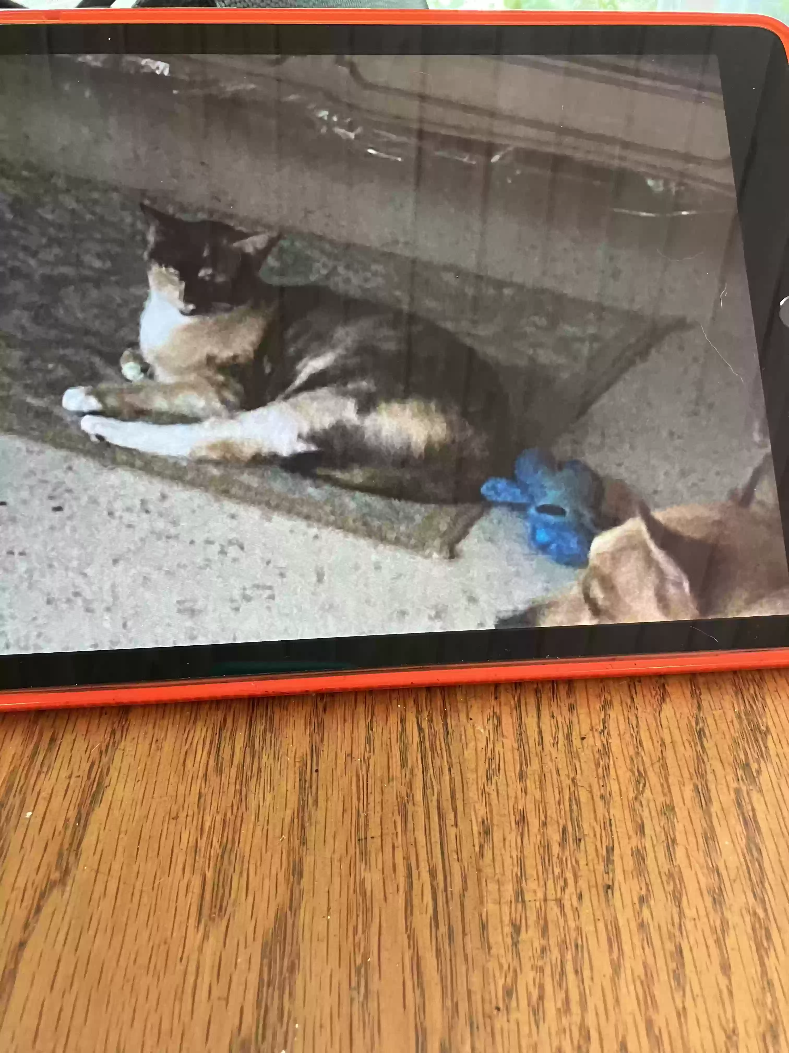 /lostandfound/images/lnfpets/original/181807_photo.webp