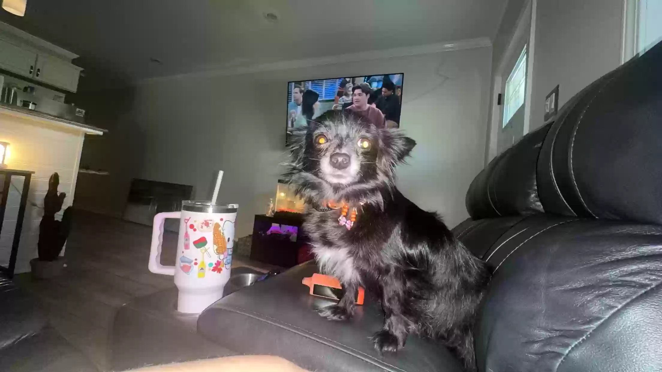 /lostandfound/images/lnfpets/original/181872_5267_B03F35A4-EB6C-4474-B13F-D7B545CE4FB6.webp