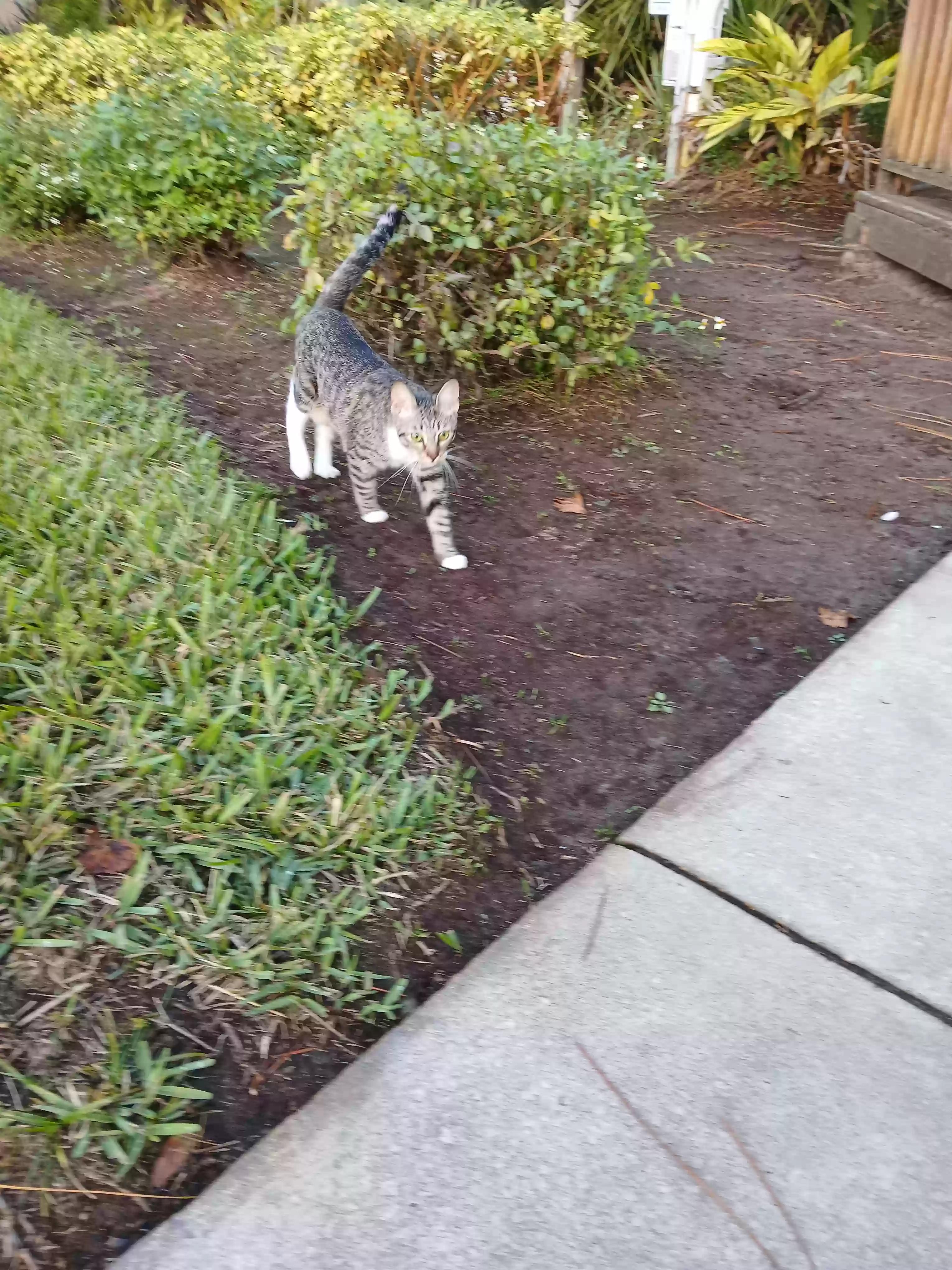 /lostandfound/images/lnfpets/original/181919_photo.webp