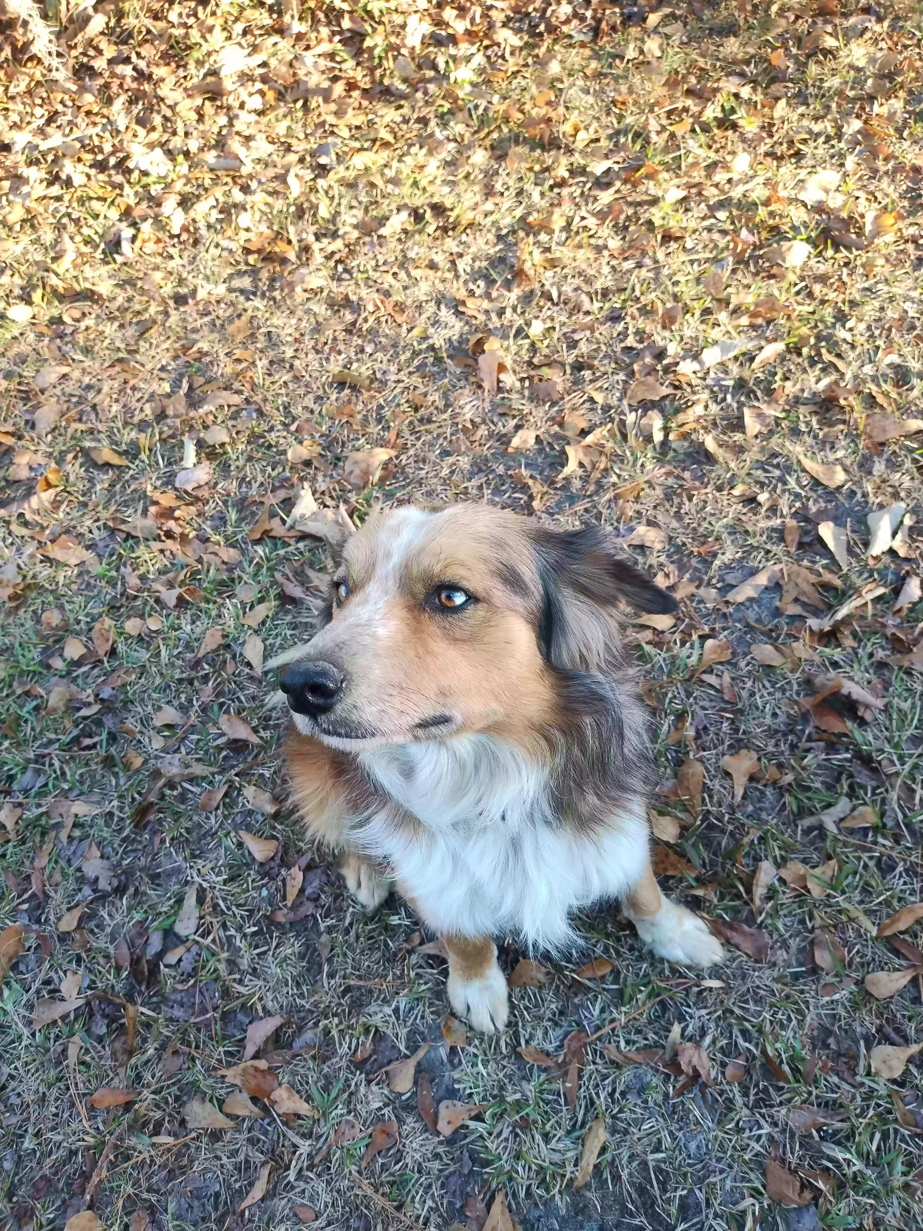 /lostandfound/images/lnfpets/original/182054_photo.webp