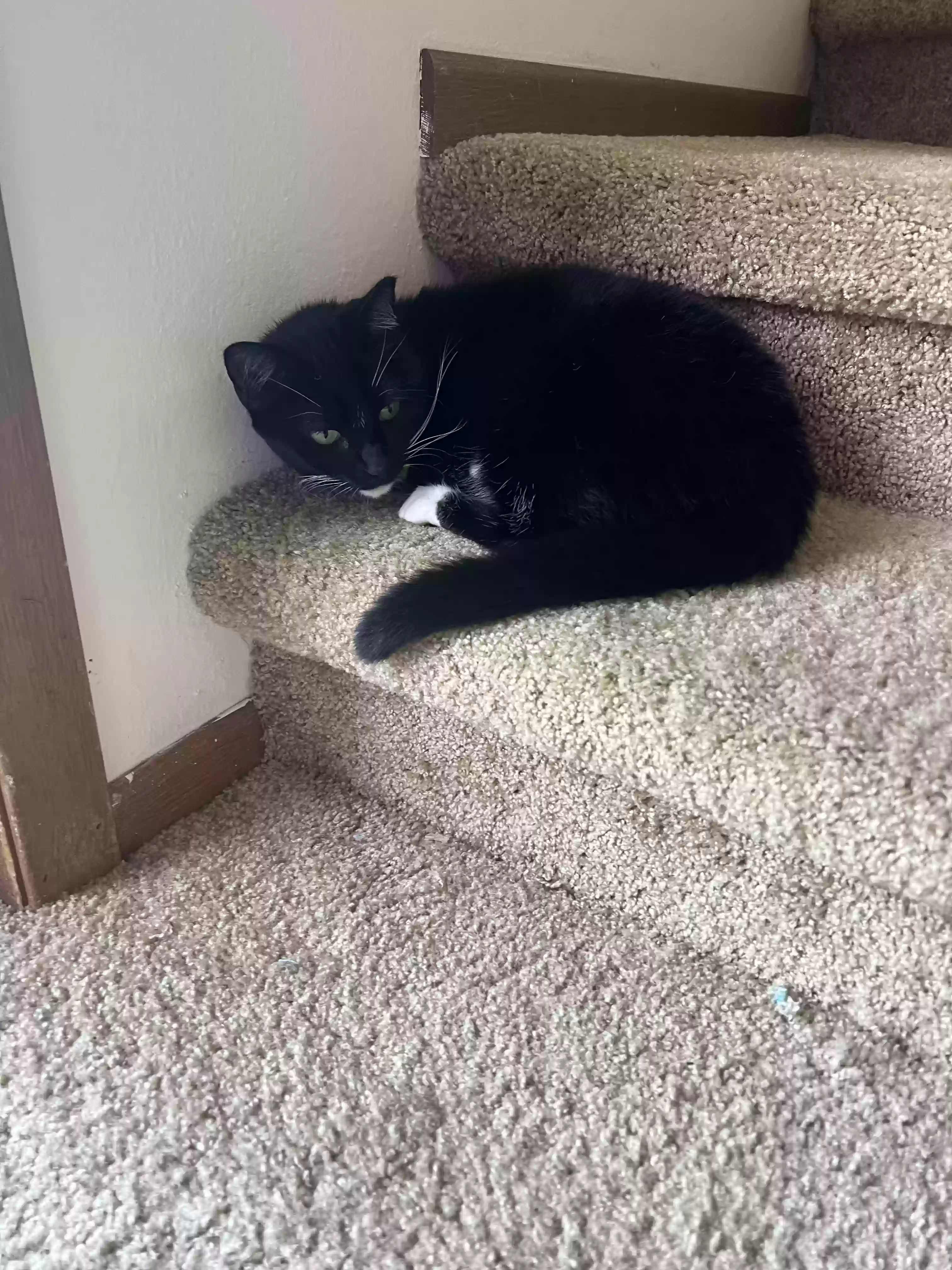/lostandfound/images/lnfpets/original/182117_photo.webp