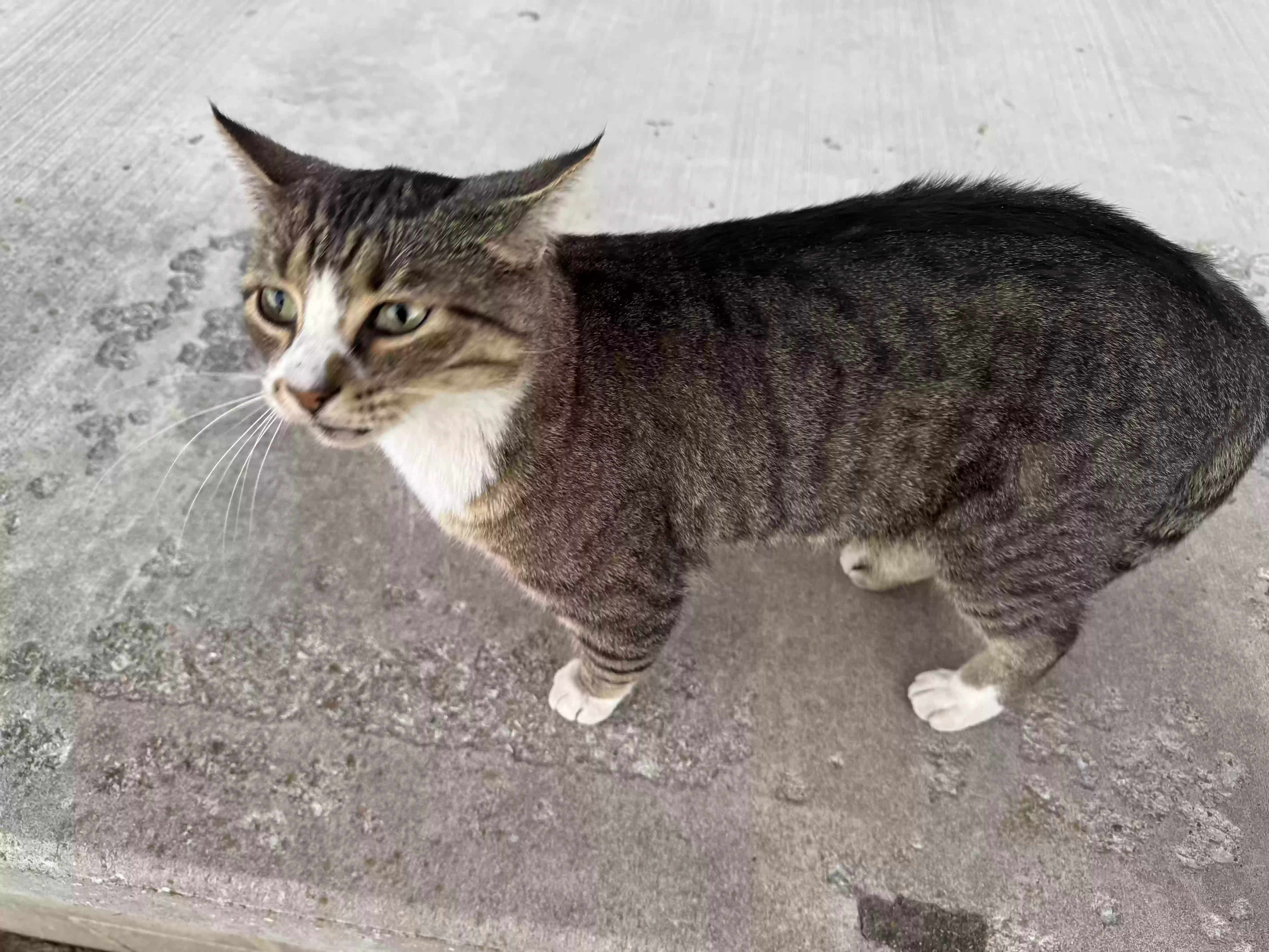 /lostandfound/images/lnfpets/original/182428_photo.webp