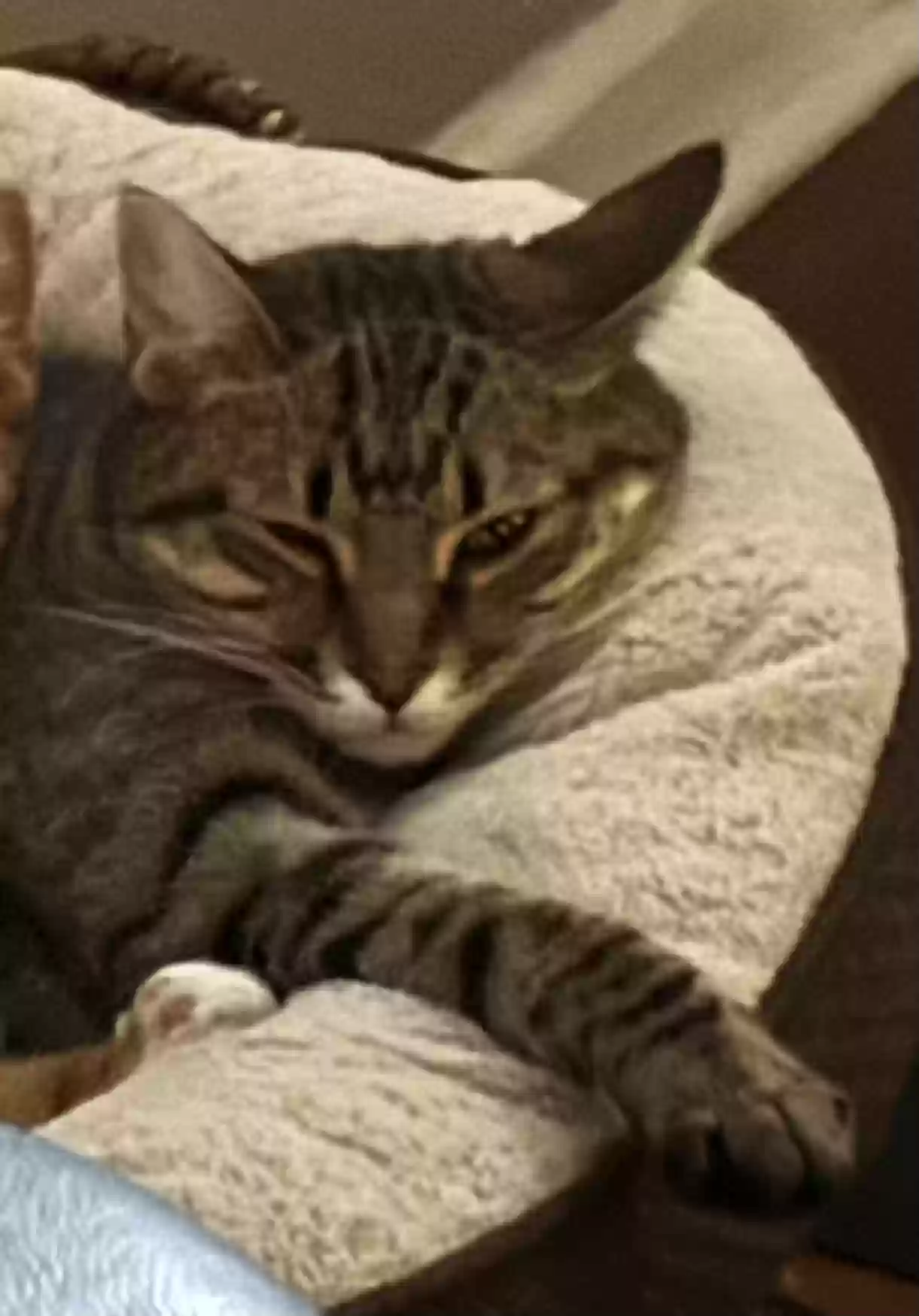 /lostandfound/images/lnfpets/original/182443_photo.webp