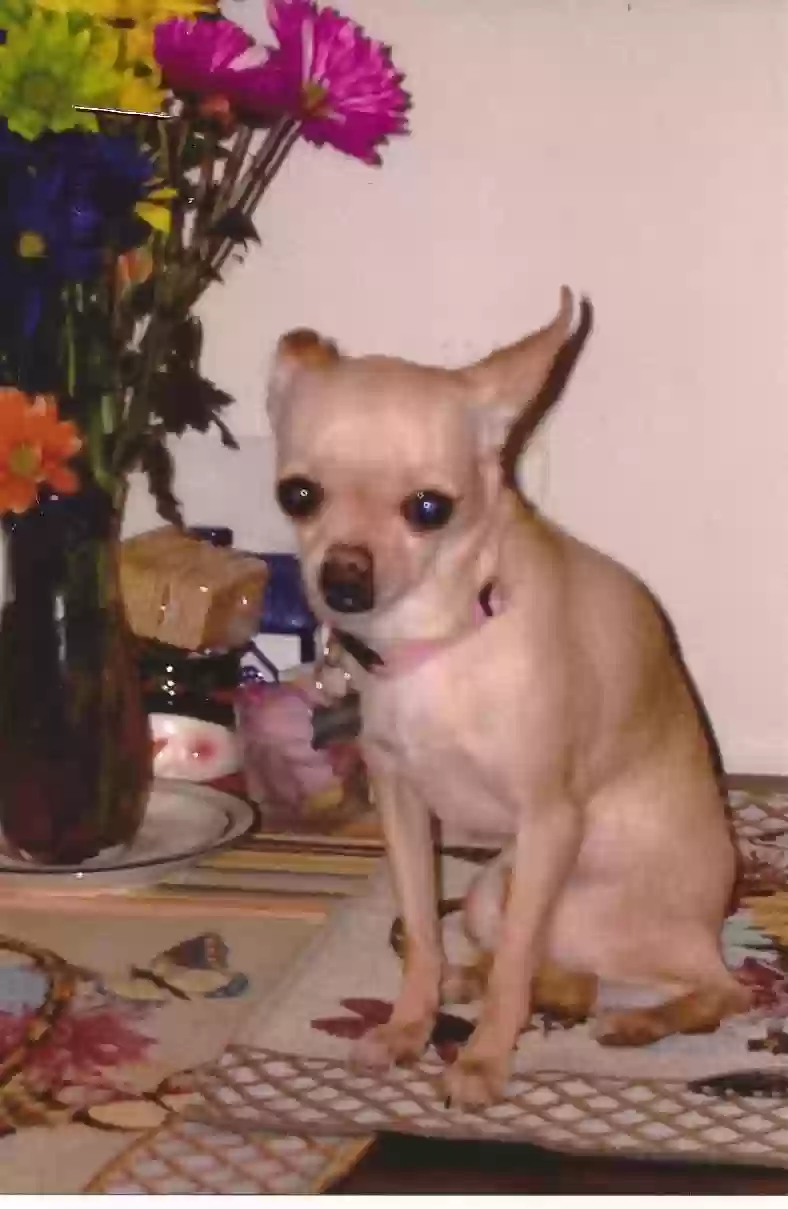 /lostandfound/images/lnfpets/original/182576_photo.webp
