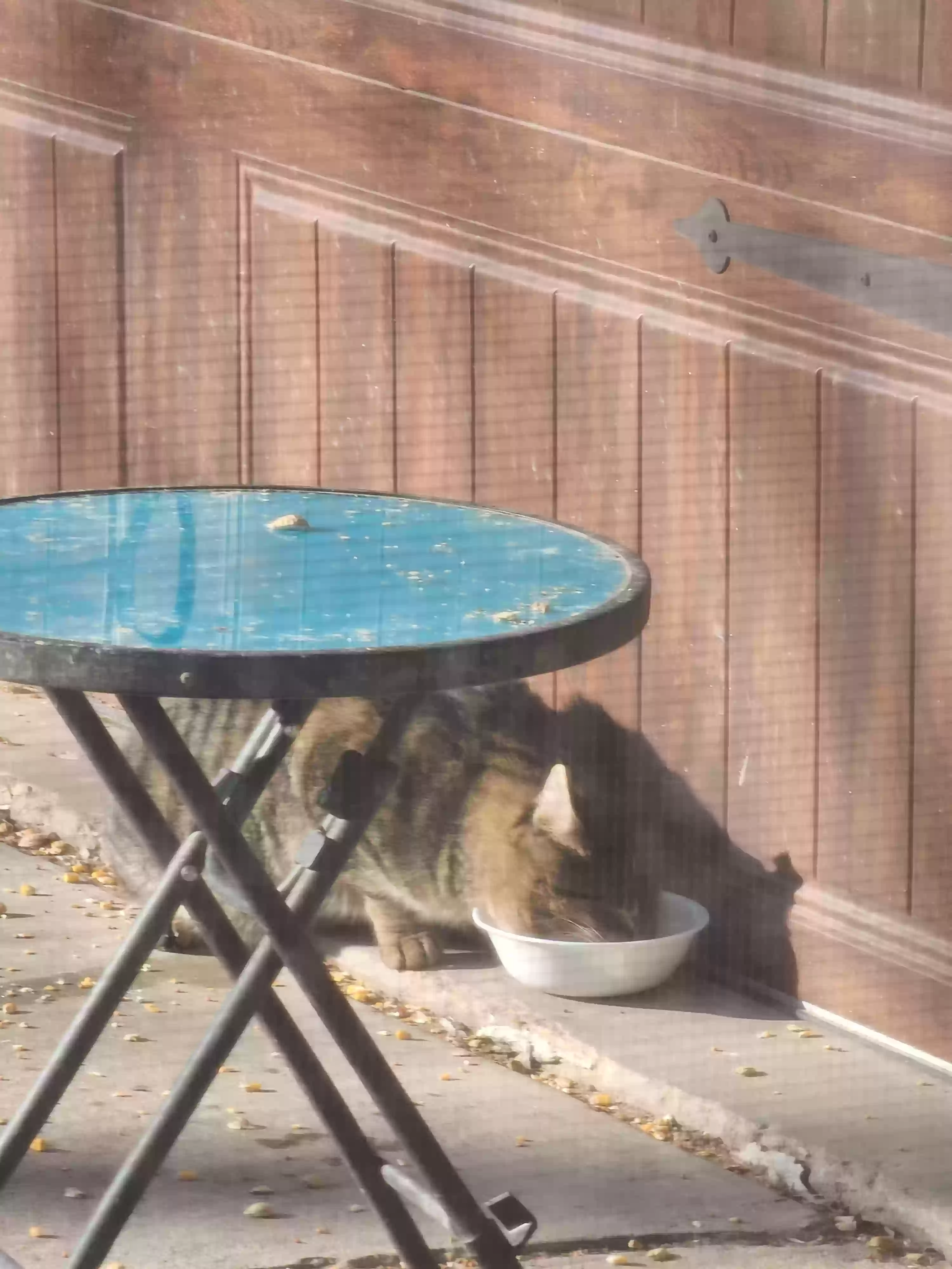 /lostandfound/images/lnfpets/original/182931_photo.webp