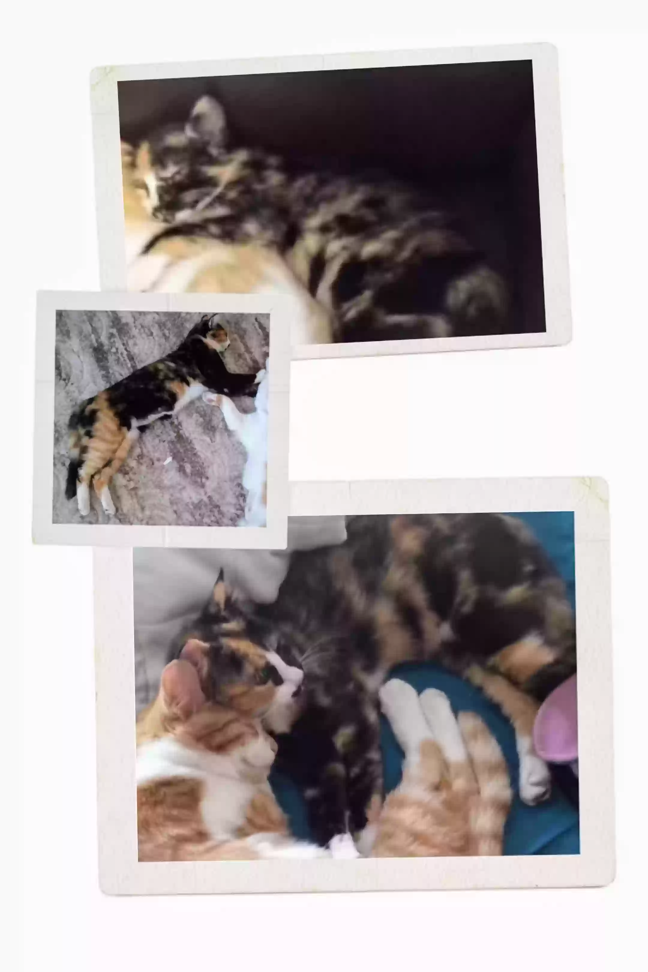 /lostandfound/images/lnfpets/original/182951_9594_20250204_094139-COLLAGE.webp