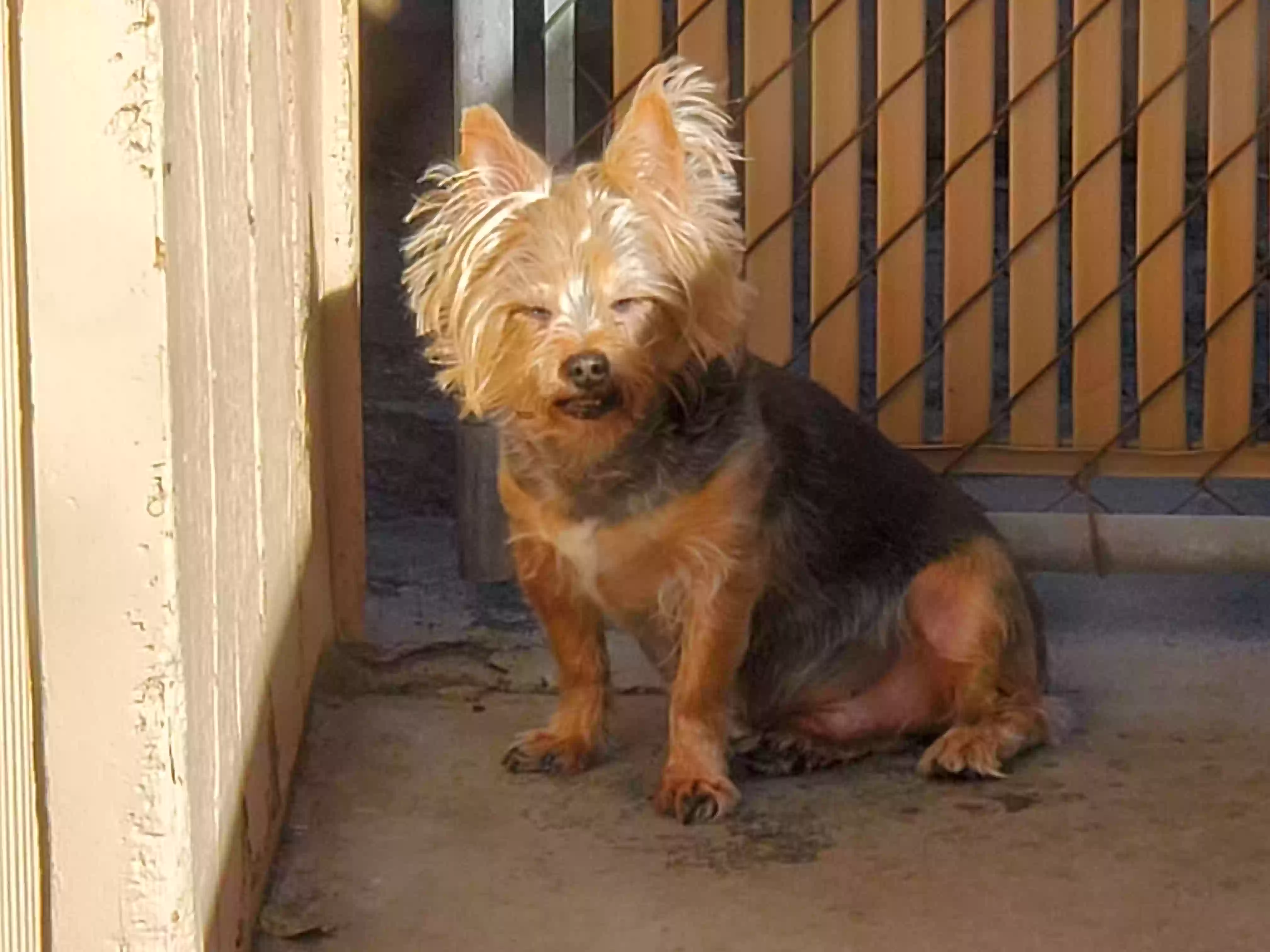 /lostandfound/images/lnfpets/original/182994_photo.webp