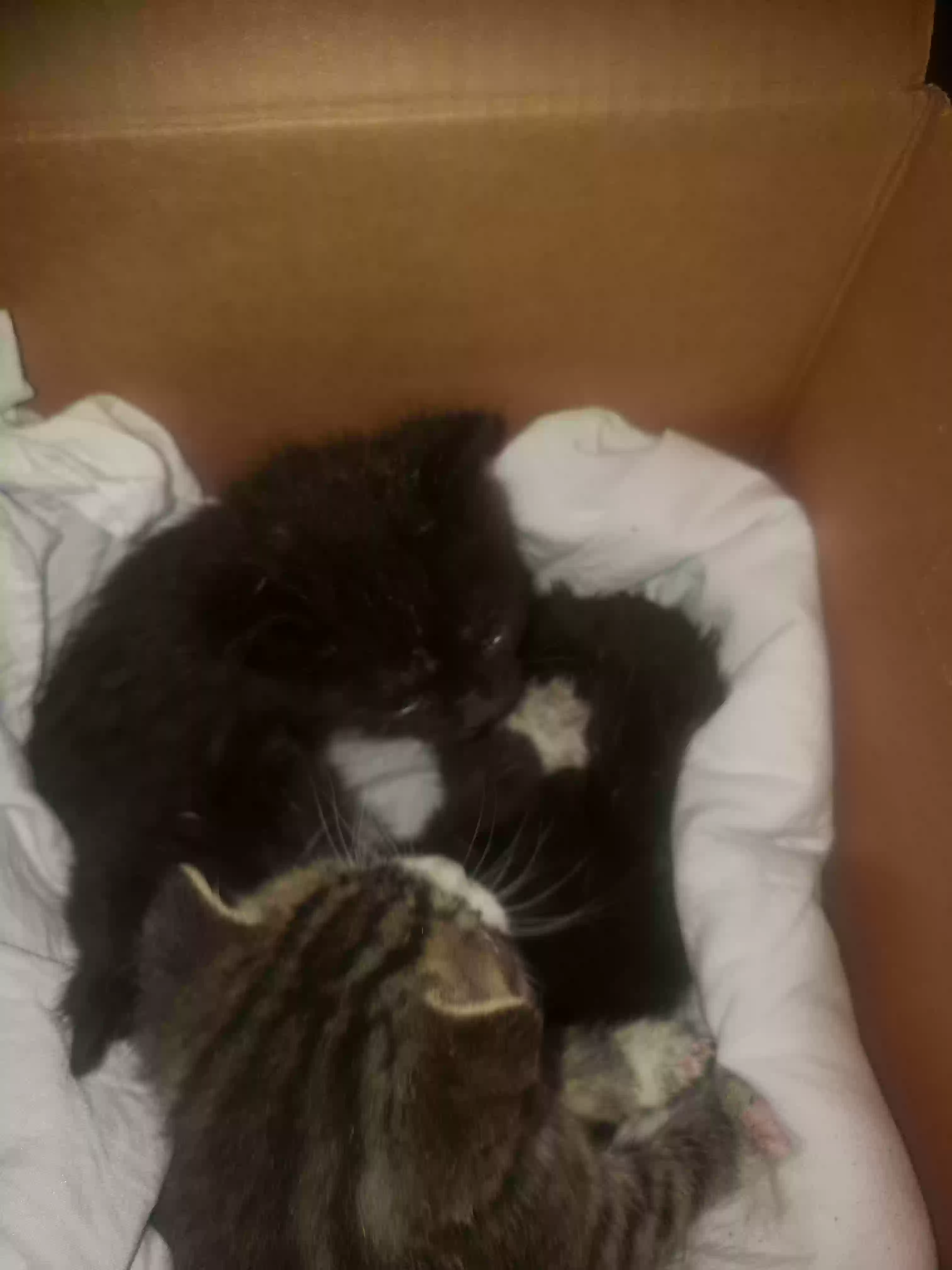 /lostandfound/images/lnfpets/original/183007_photo.webp