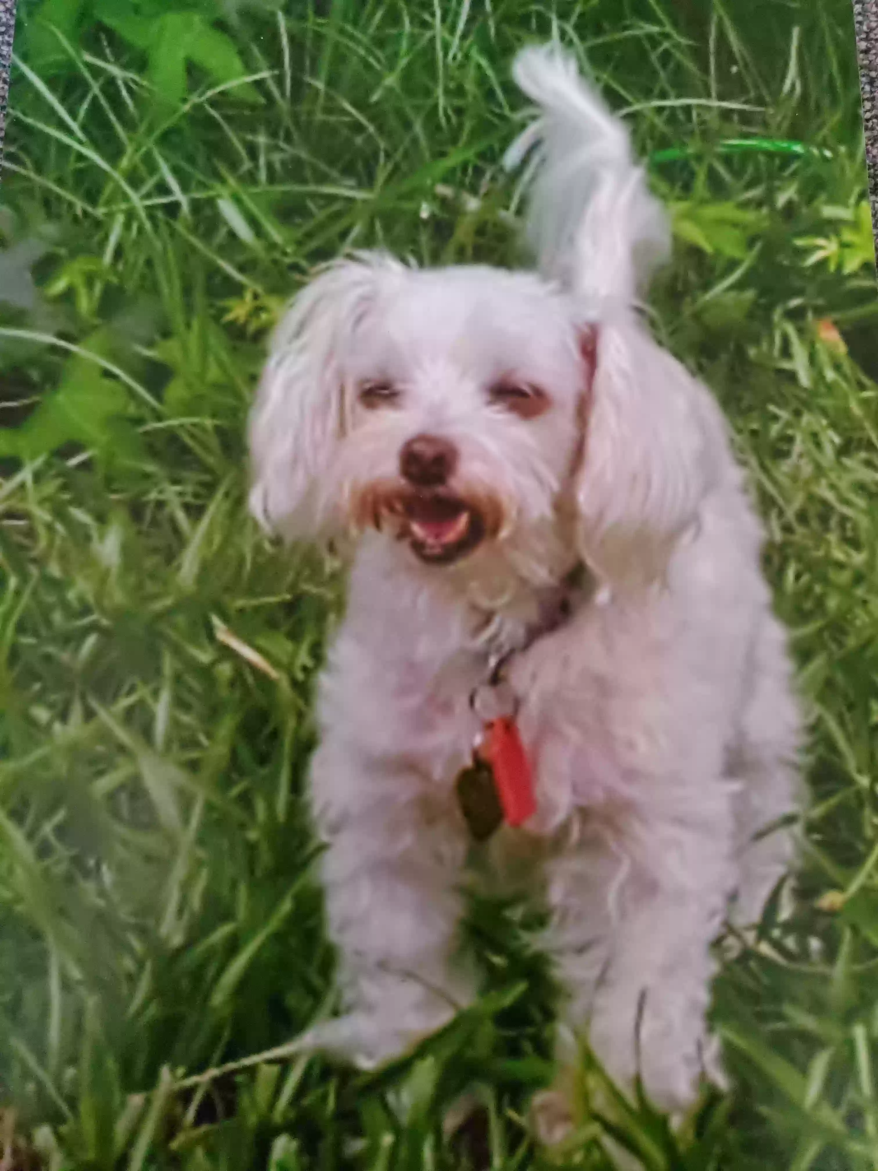 /lostandfound/images/lnfpets/original/183012_photo.webp