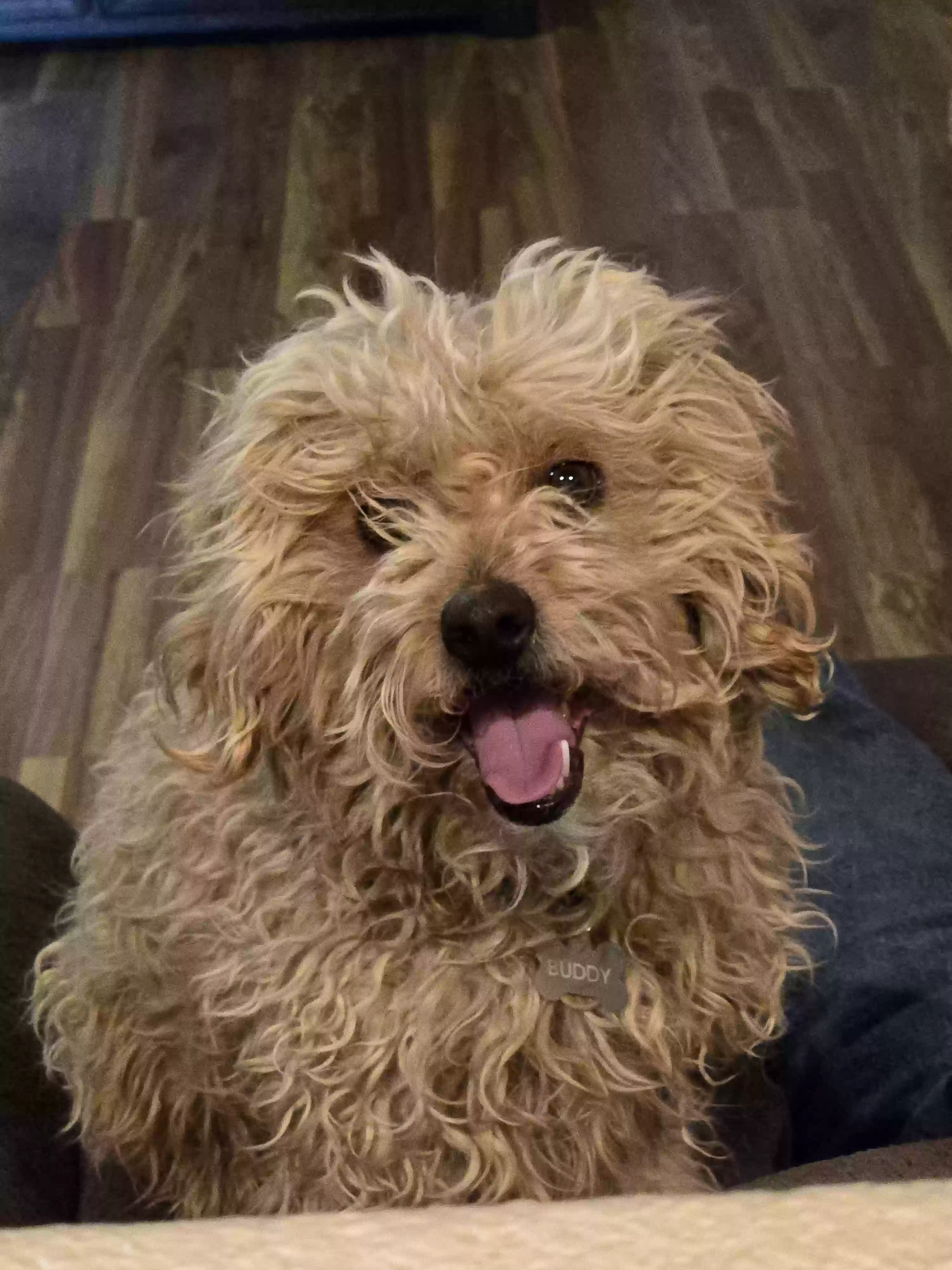 /lostandfound/images/lnfpets/original/183027_photo.webp