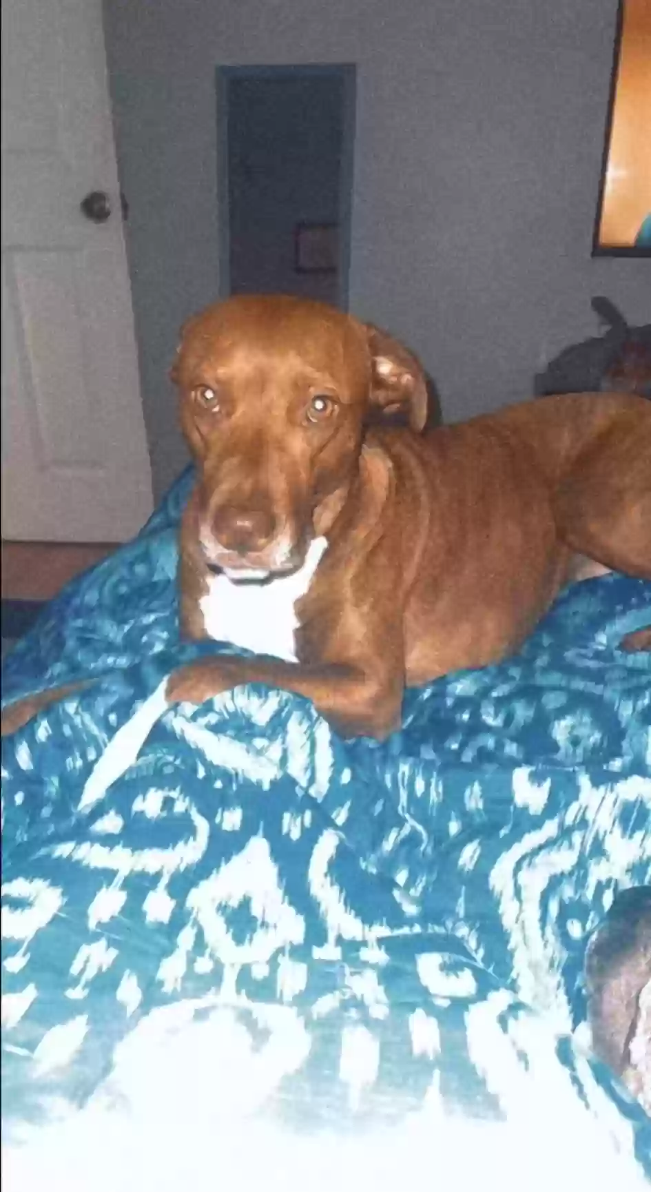 /lostandfound/images/lnfpets/original/183173_photo.webp
