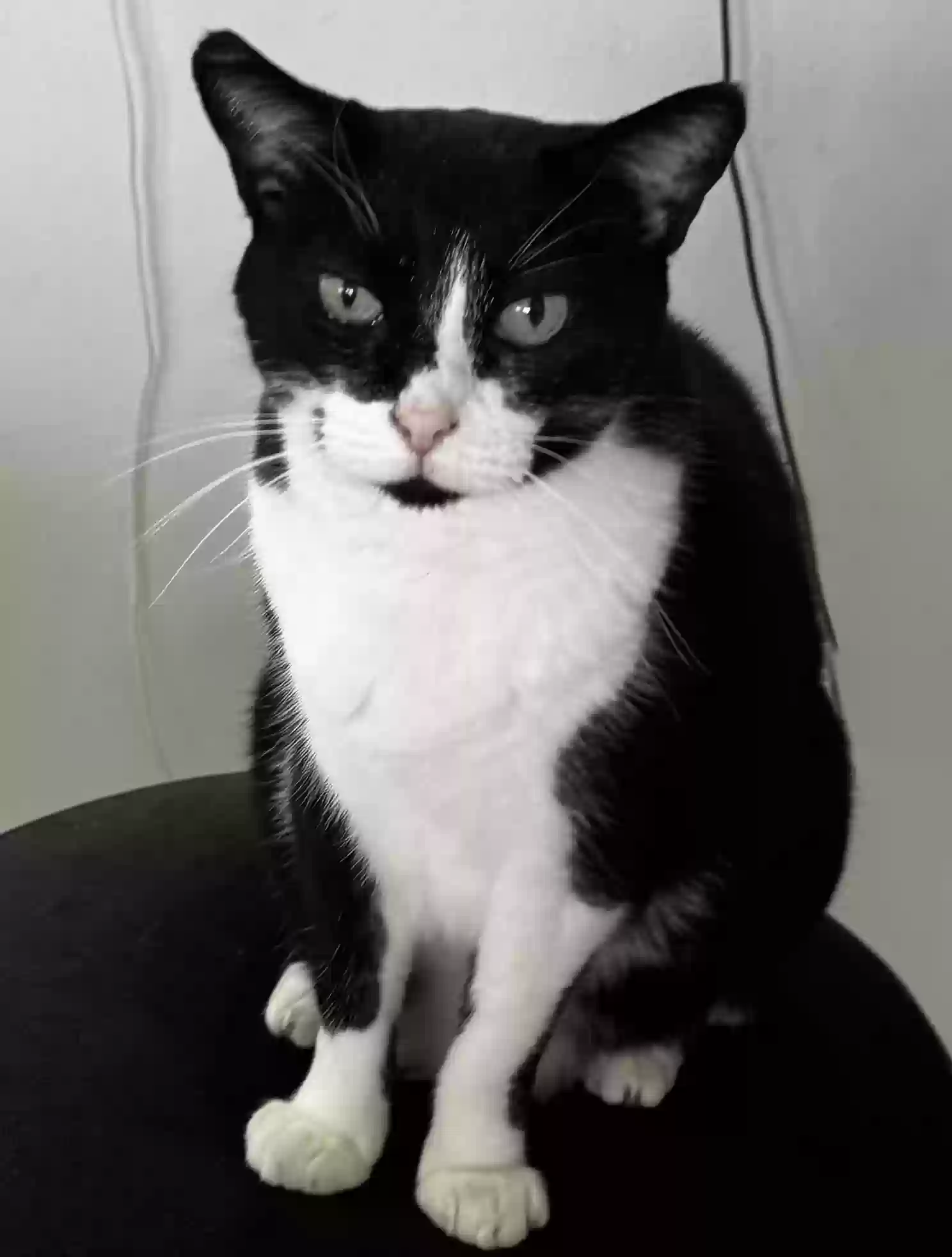 /lostandfound/images/lnfpets/original/183176_photo.webp