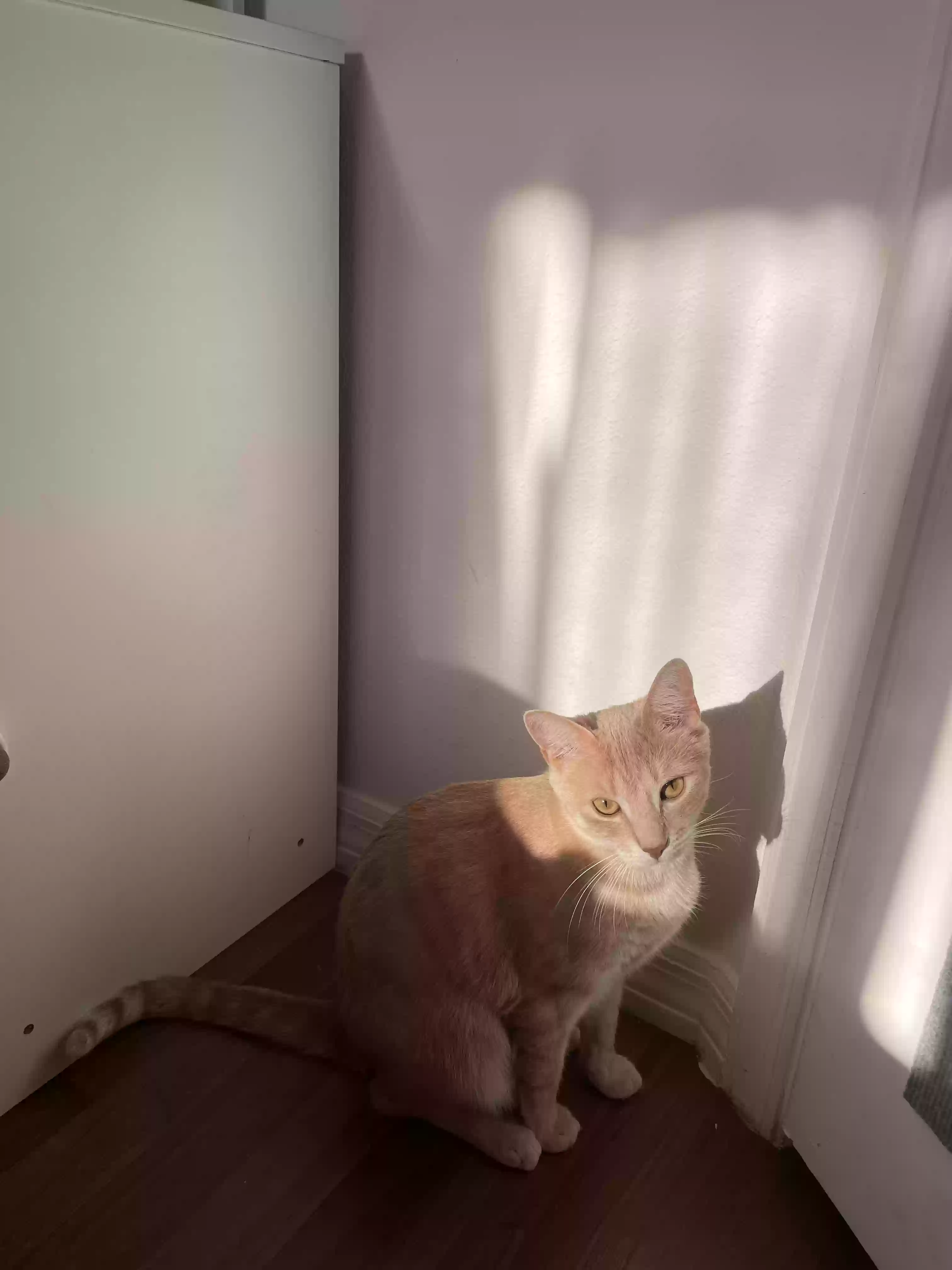 /lostandfound/images/lnfpets/original/183201_photo.webp