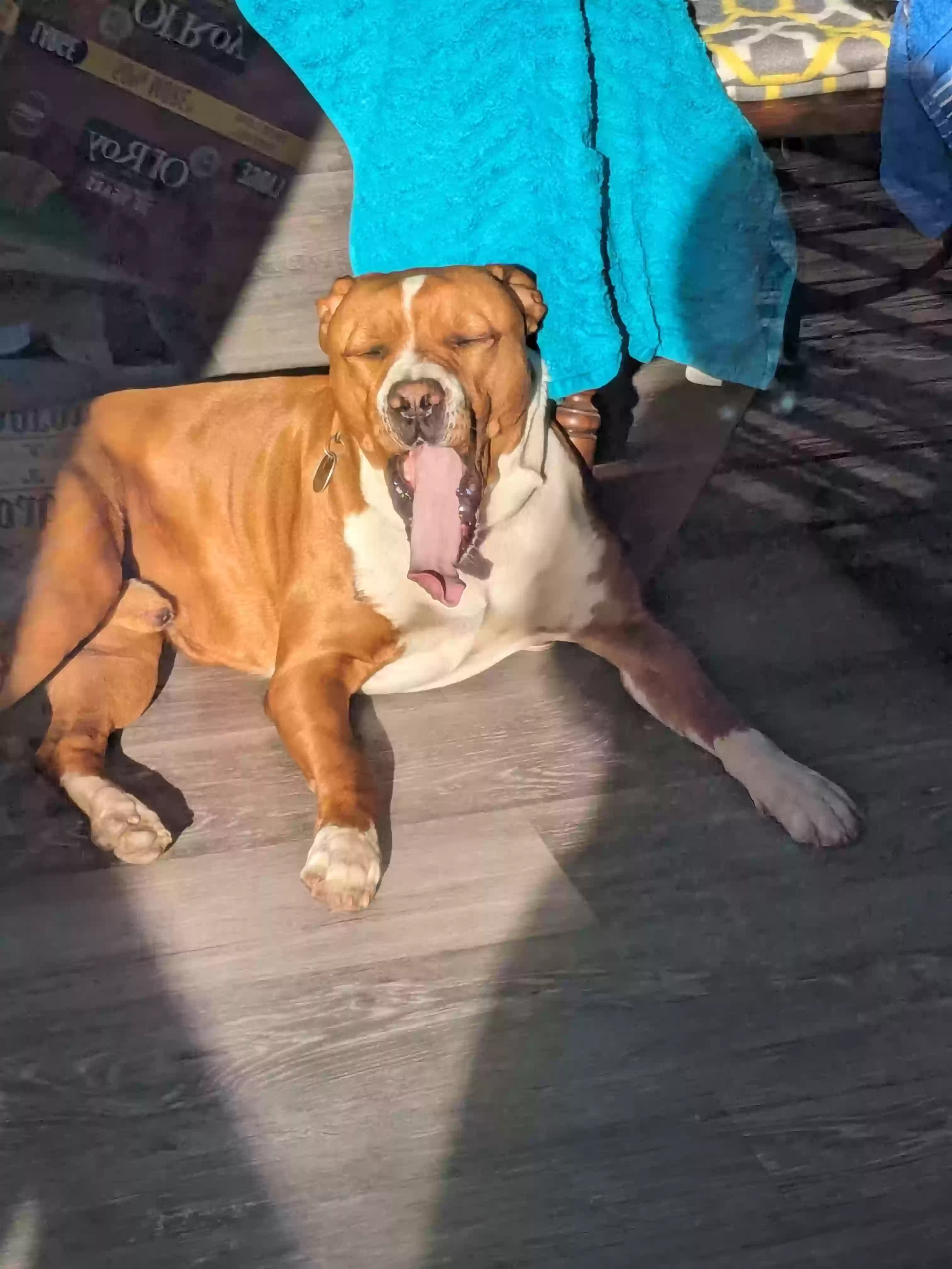 /lostandfound/images/lnfpets/original/183297_photo.webp
