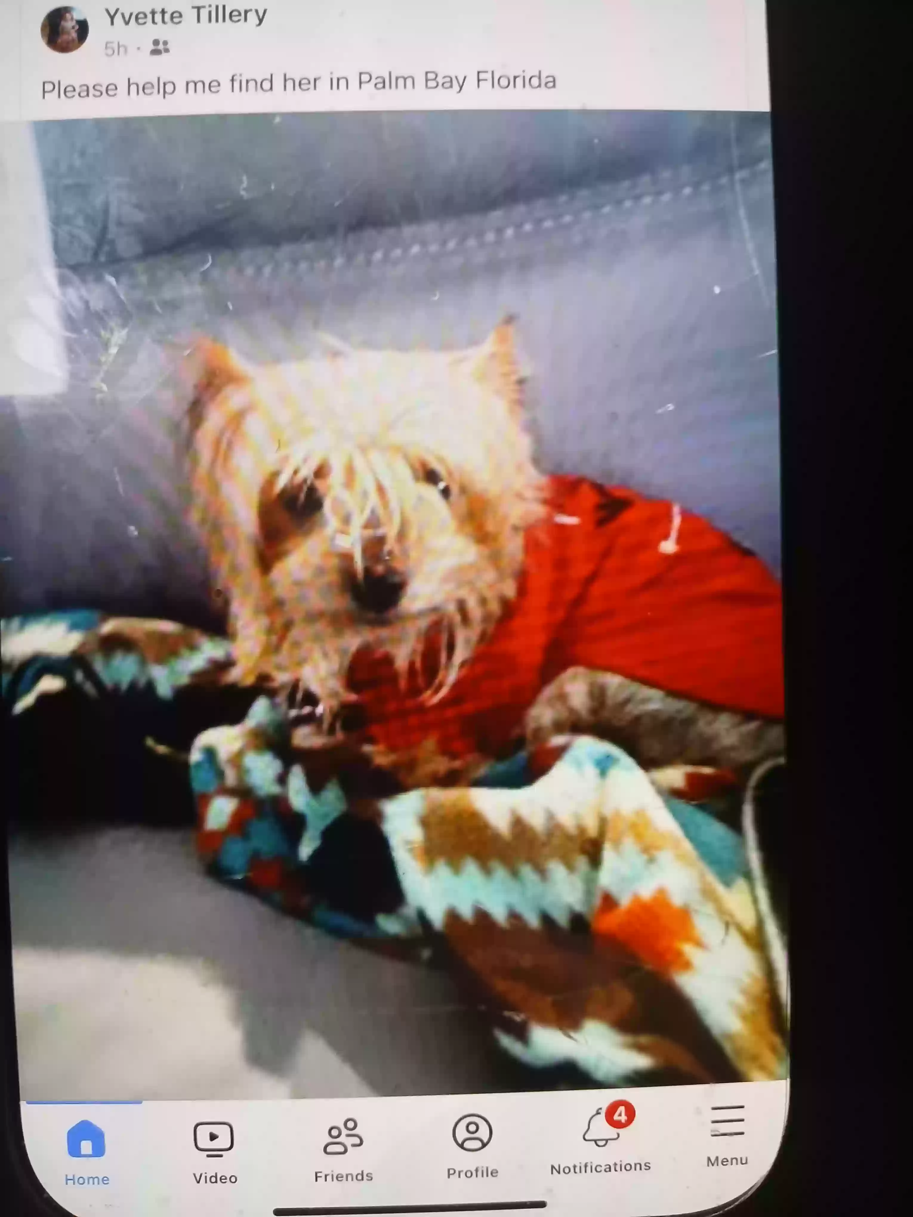 /lostandfound/images/lnfpets/original/183329_photo.webp