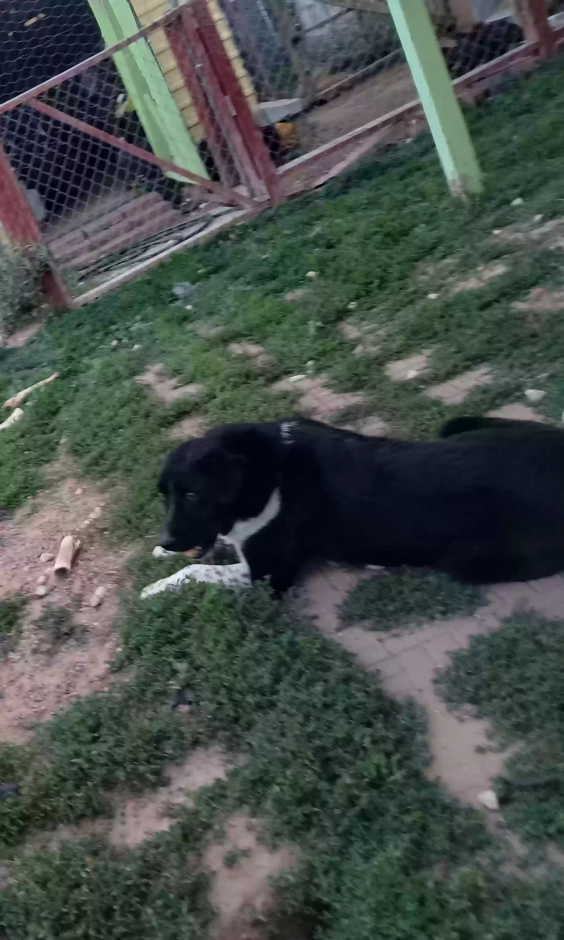 /lostandfound/images/lnfpets/original/183363_photo.webp