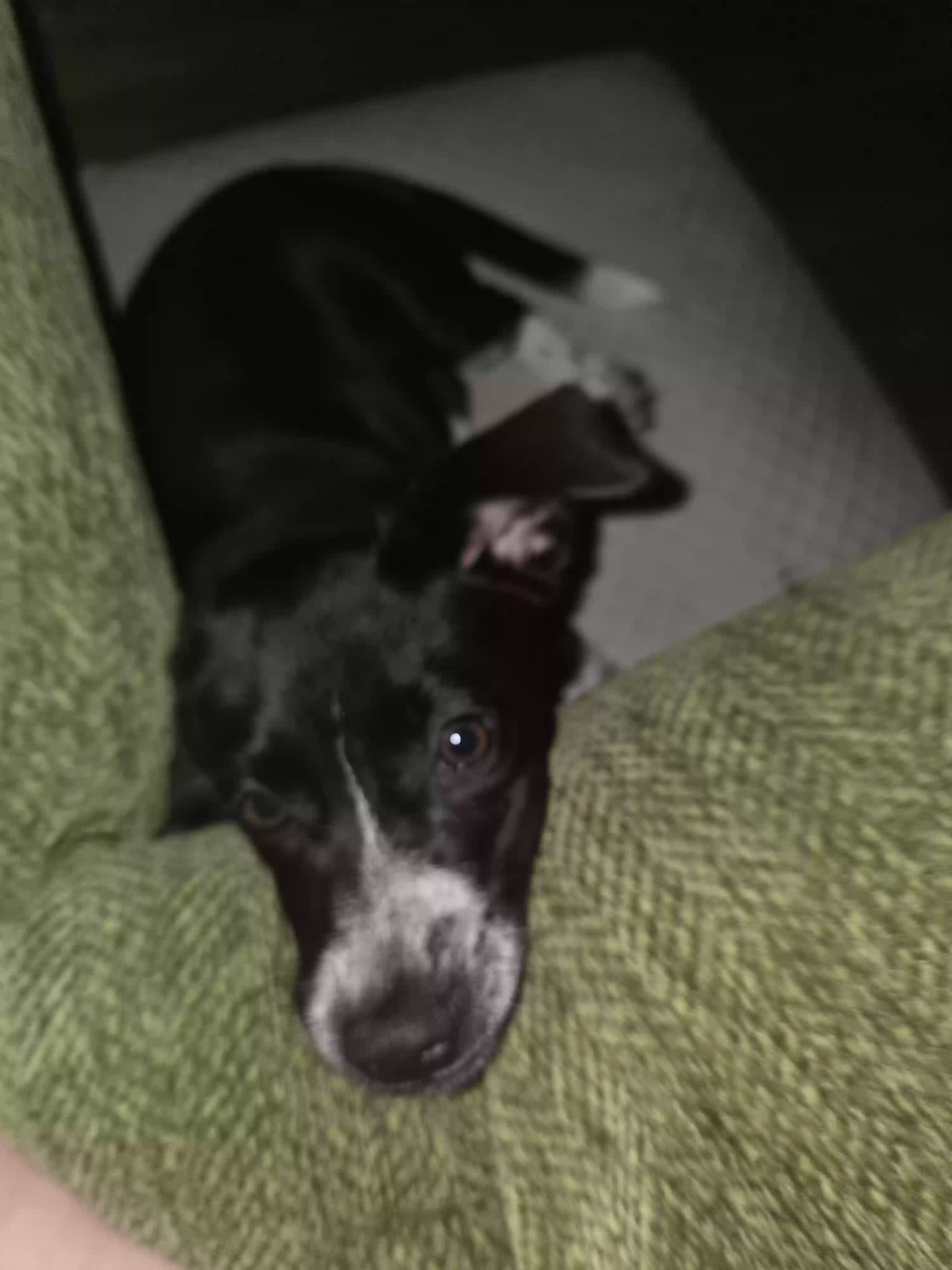 /lostandfound/images/lnfpets/original/183377_photo.webp