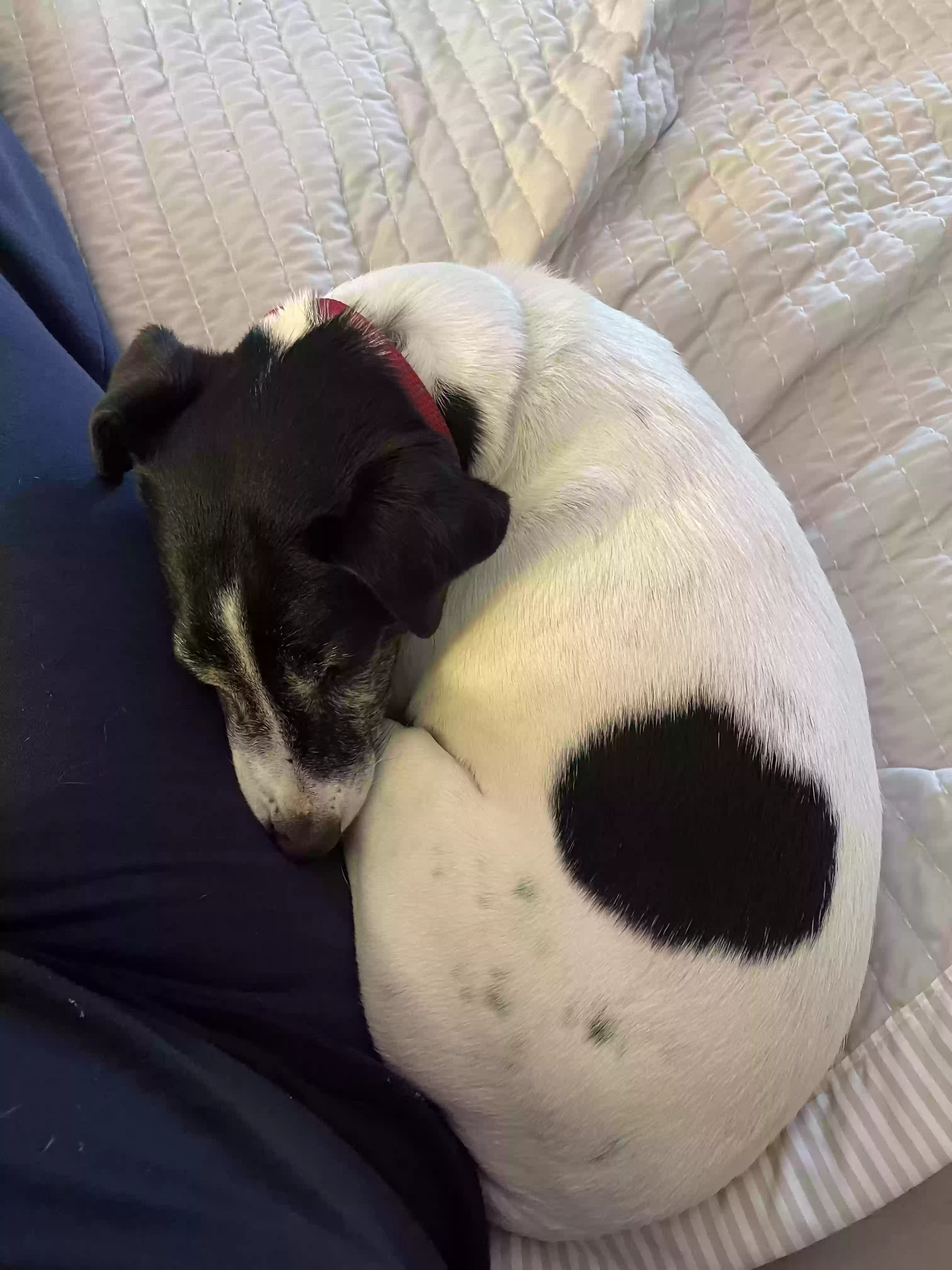 /lostandfound/images/lnfpets/original/183474_photo.webp