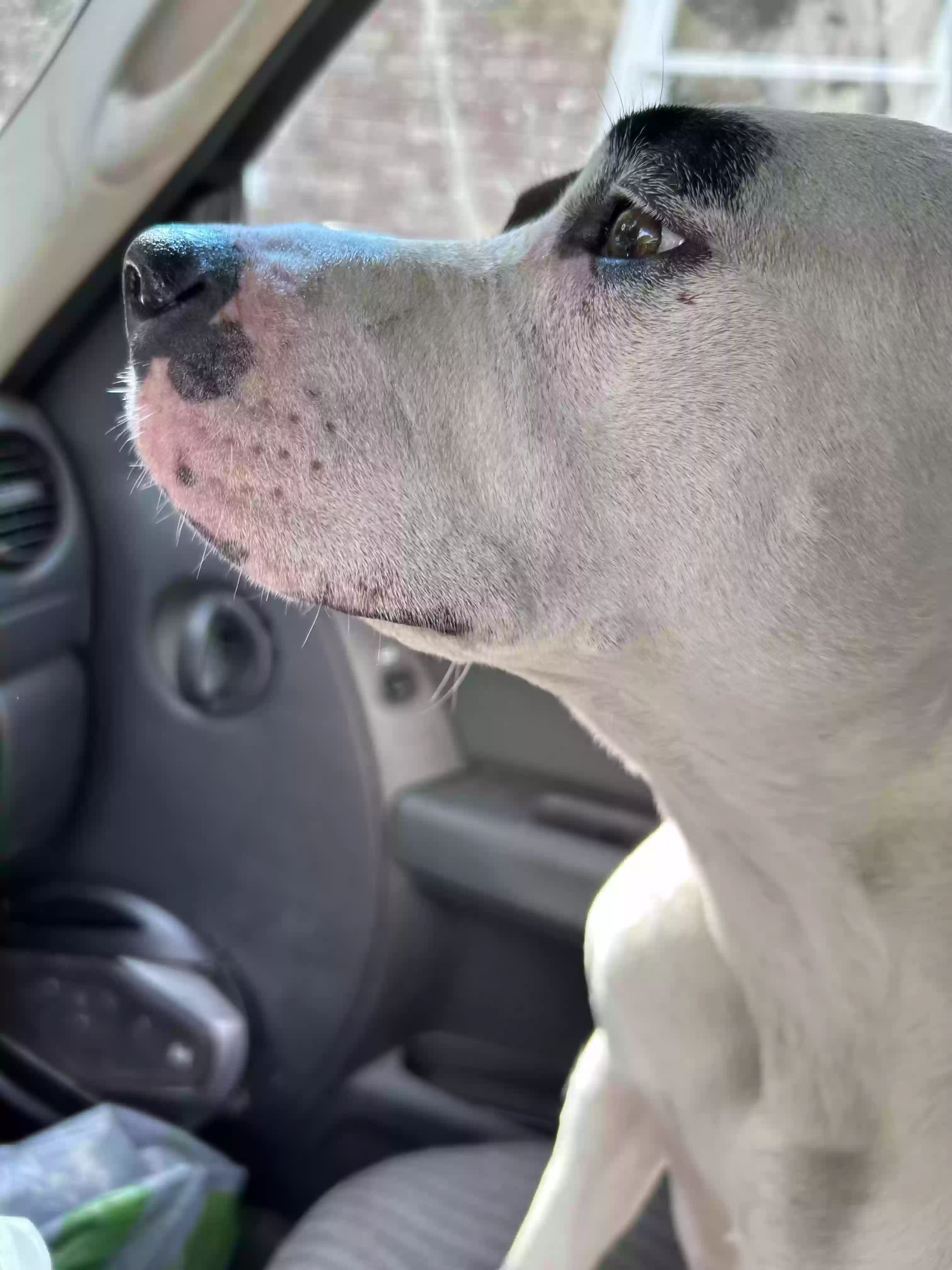 /lostandfound/images/lnfpets/original/183536_photo.webp