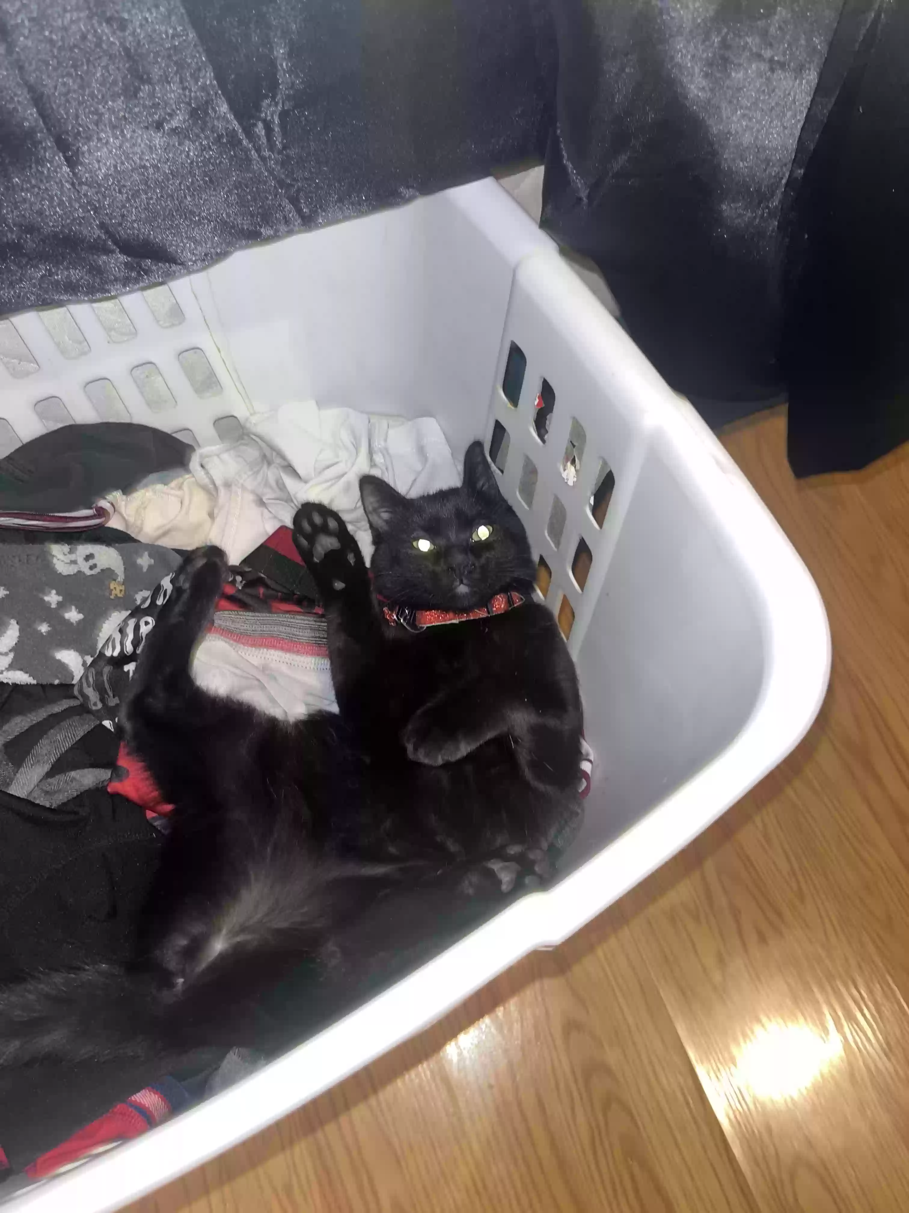 /lostandfound/images/lnfpets/original/183642_photo.webp