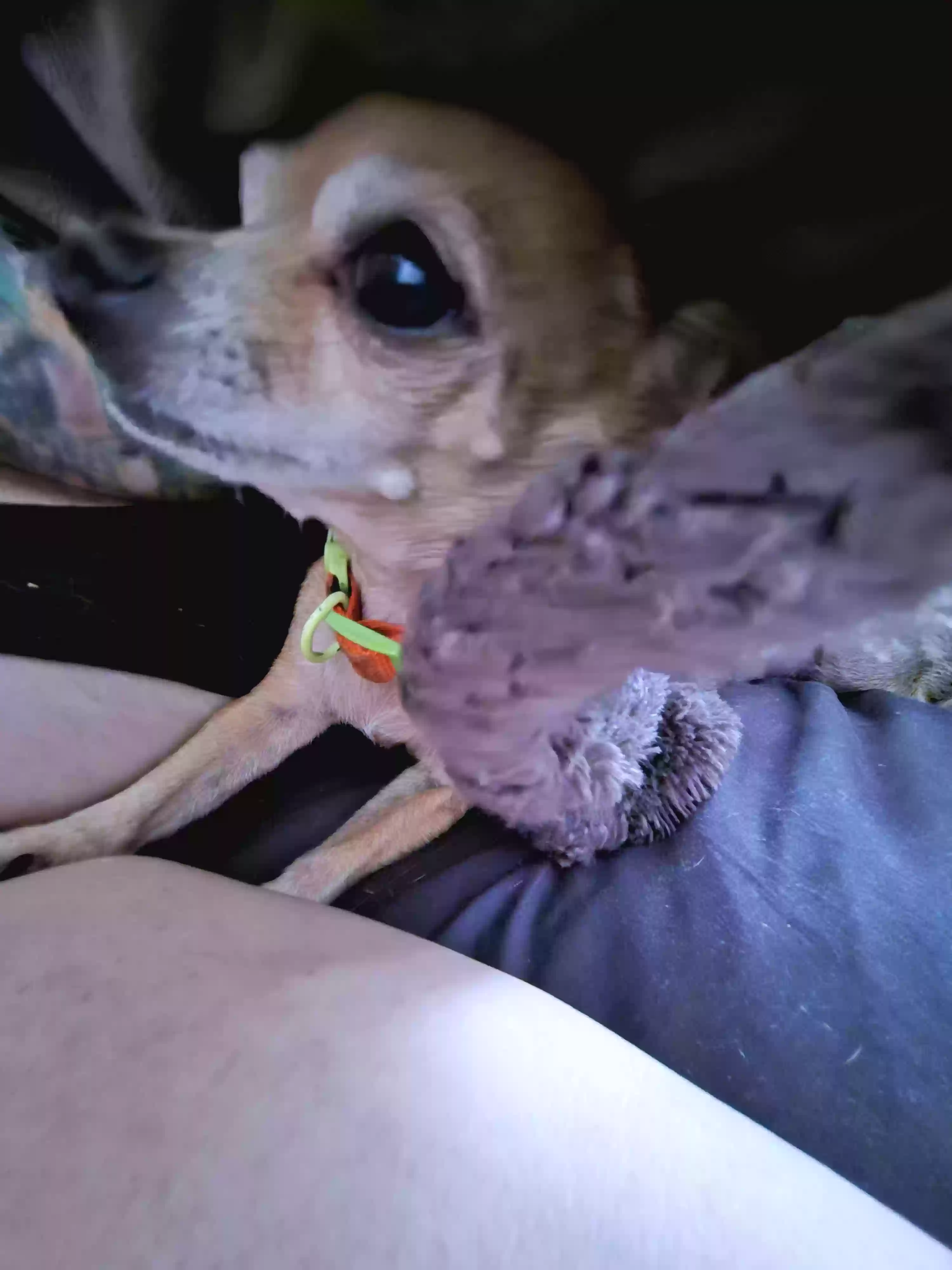 /lostandfound/images/lnfpets/original/183656_photo.webp