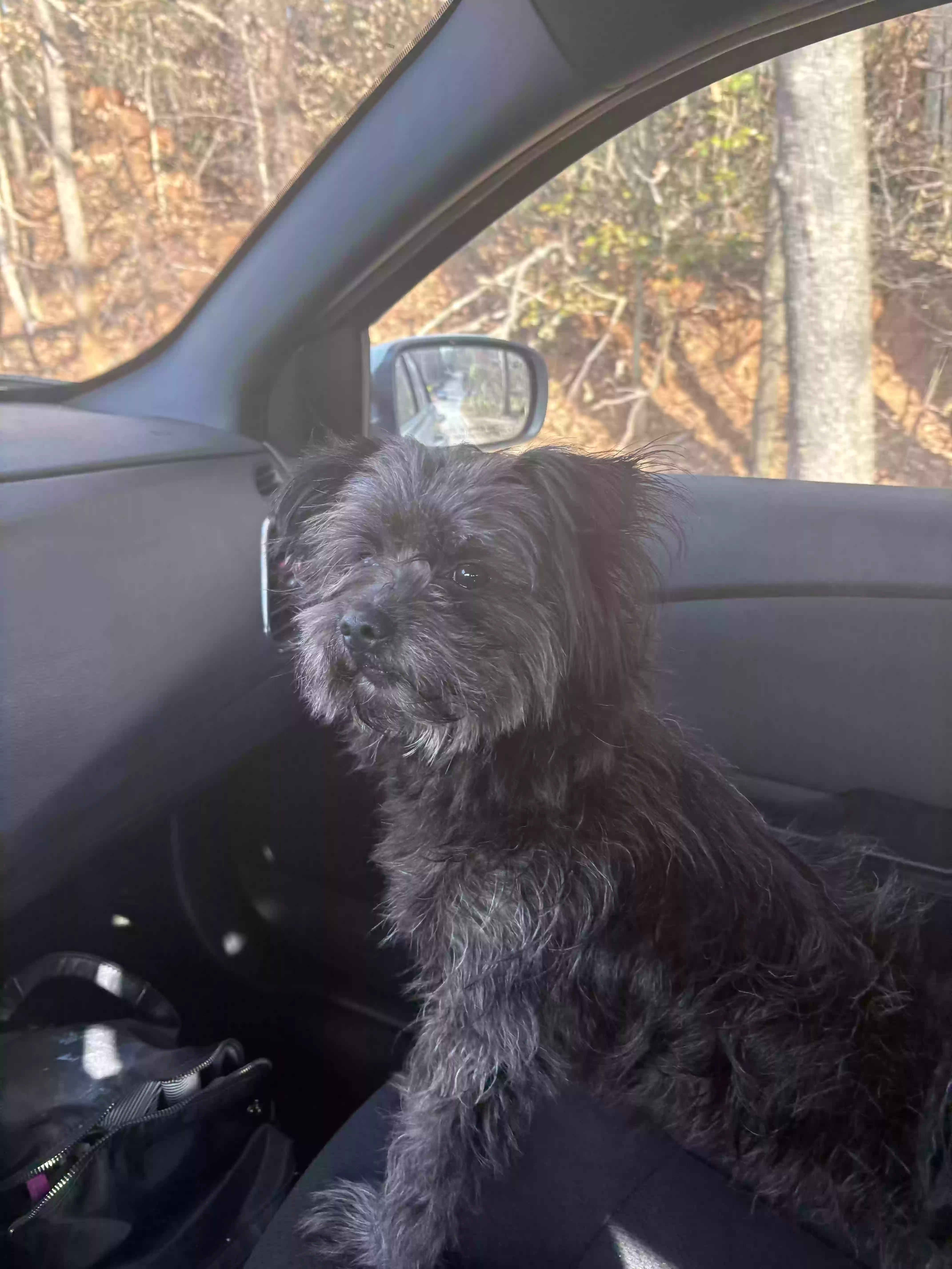 /lostandfound/images/lnfpets/original/183734_photo.webp