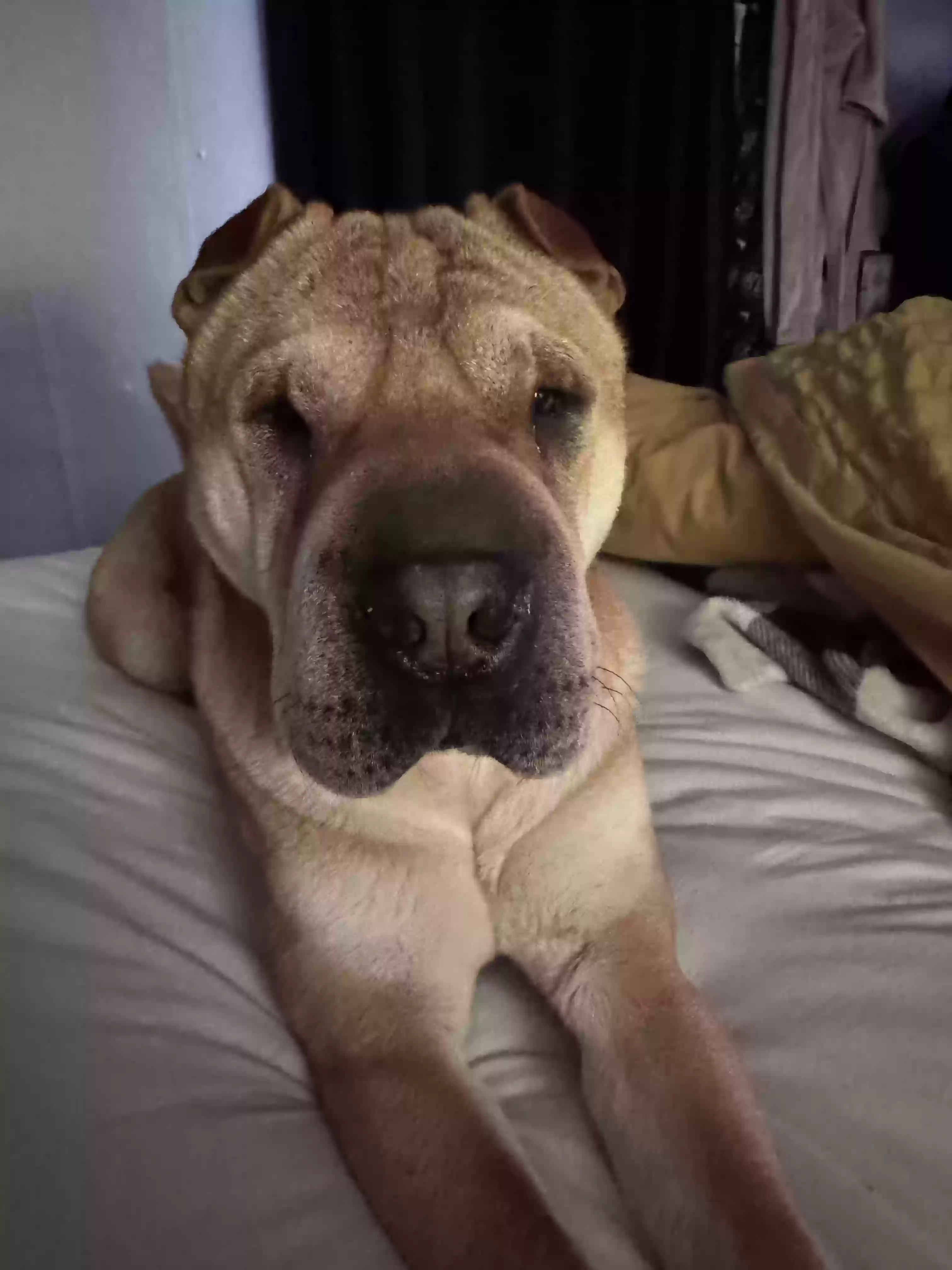 /lostandfound/images/lnfpets/original/183755_photo.webp