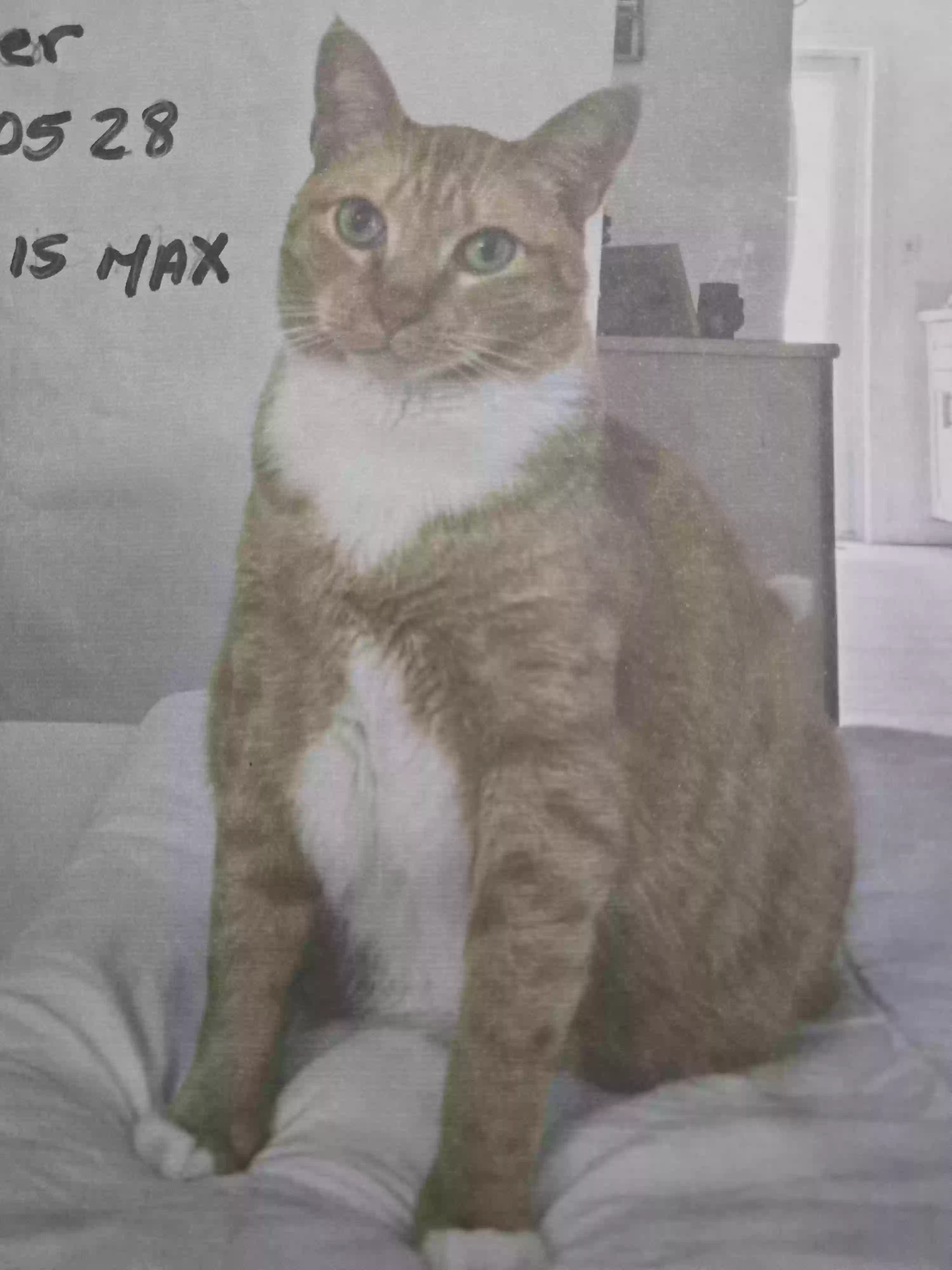 /lostandfound/images/lnfpets/original/183819_photo.webp