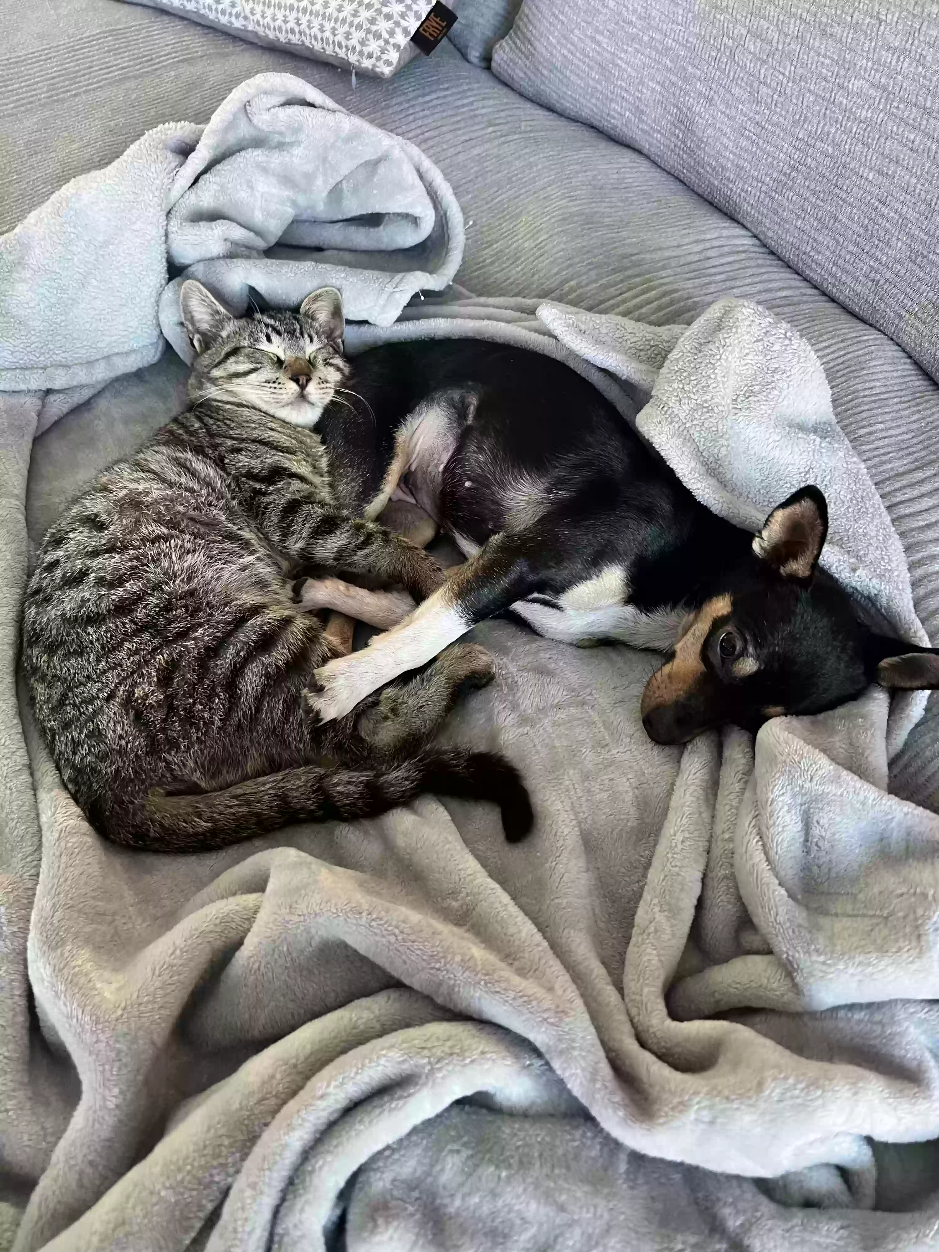/lostandfound/images/lnfpets/original/183847_photo.webp