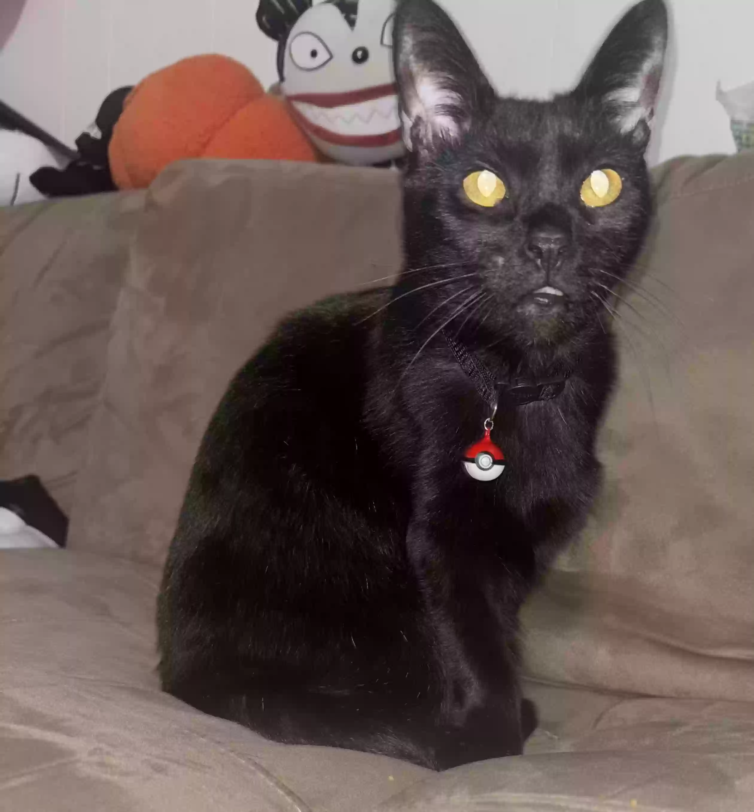 /lostandfound/images/lnfpets/original/183944_photo.webp