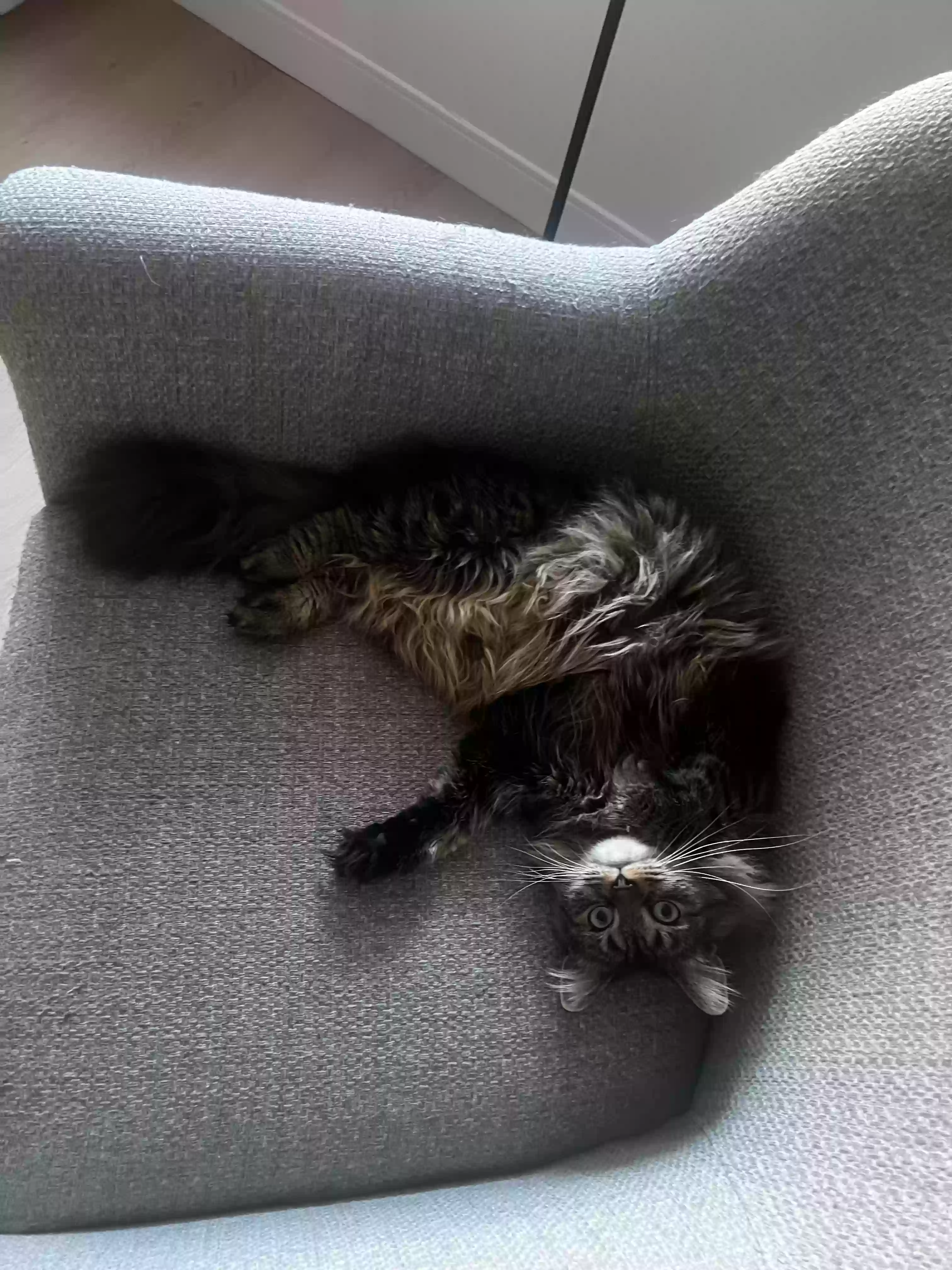 /lostandfound/images/lnfpets/original/183945_photo.webp