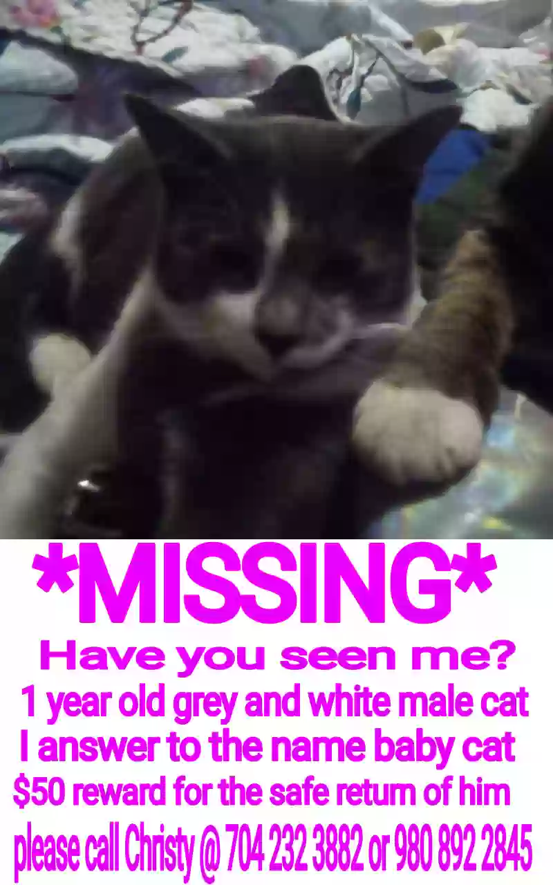 /lostandfound/images/lnfpets/original/183960_photo.webp