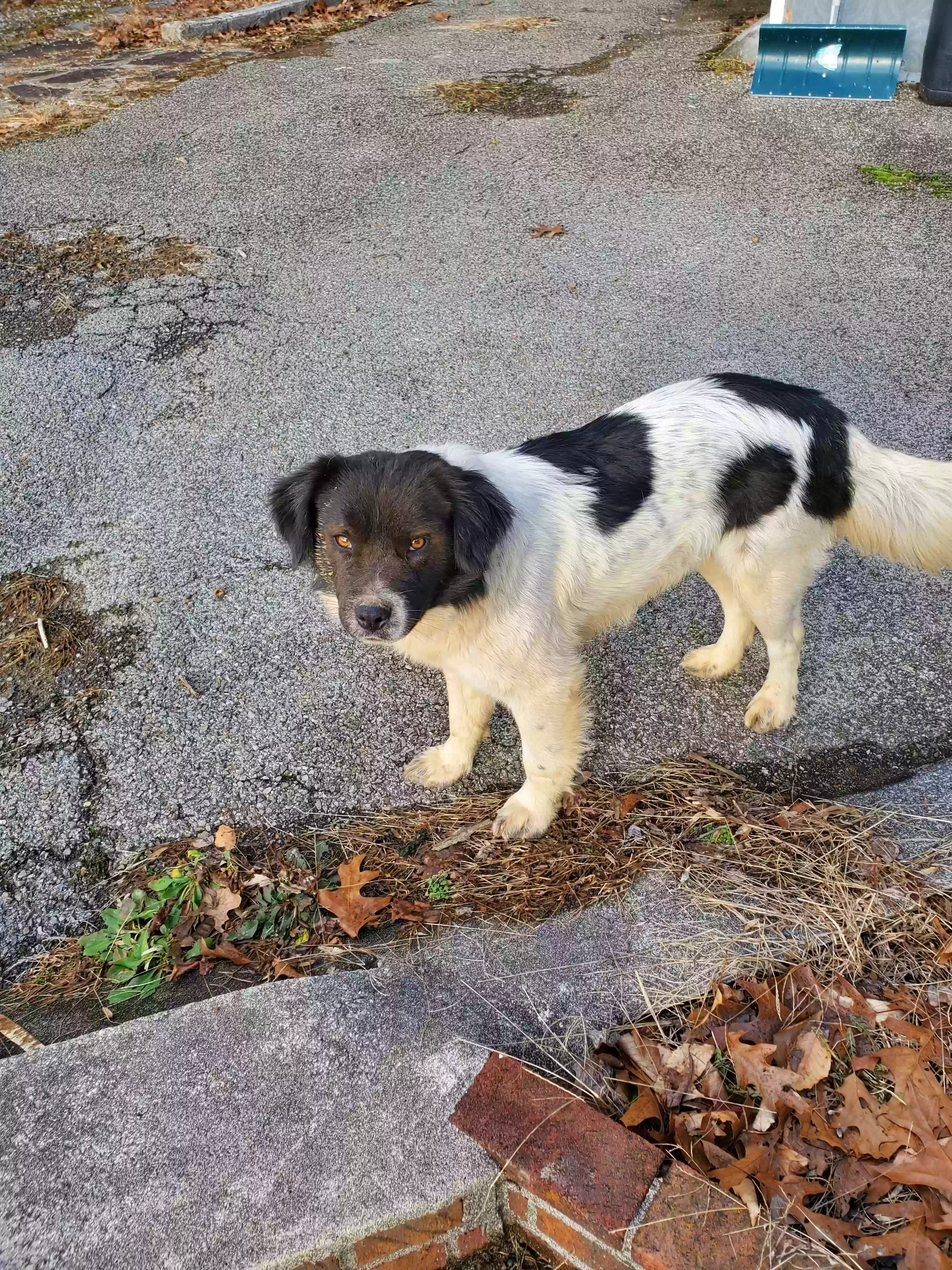 /lostandfound/images/lnfpets/original/184114_photo.webp