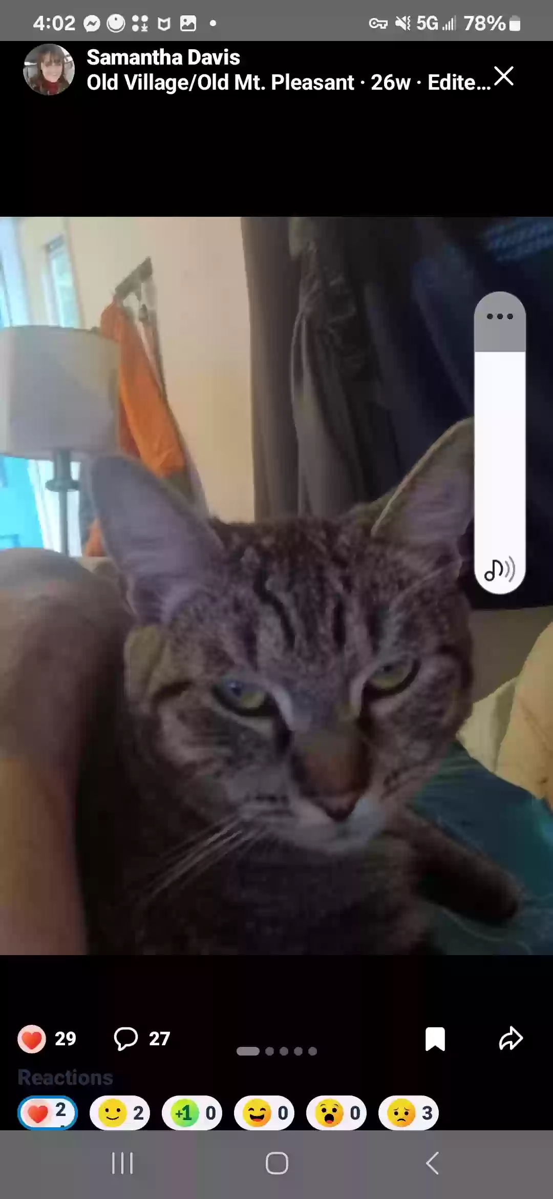 /lostandfound/images/lnfpets/original/184137_photo.webp