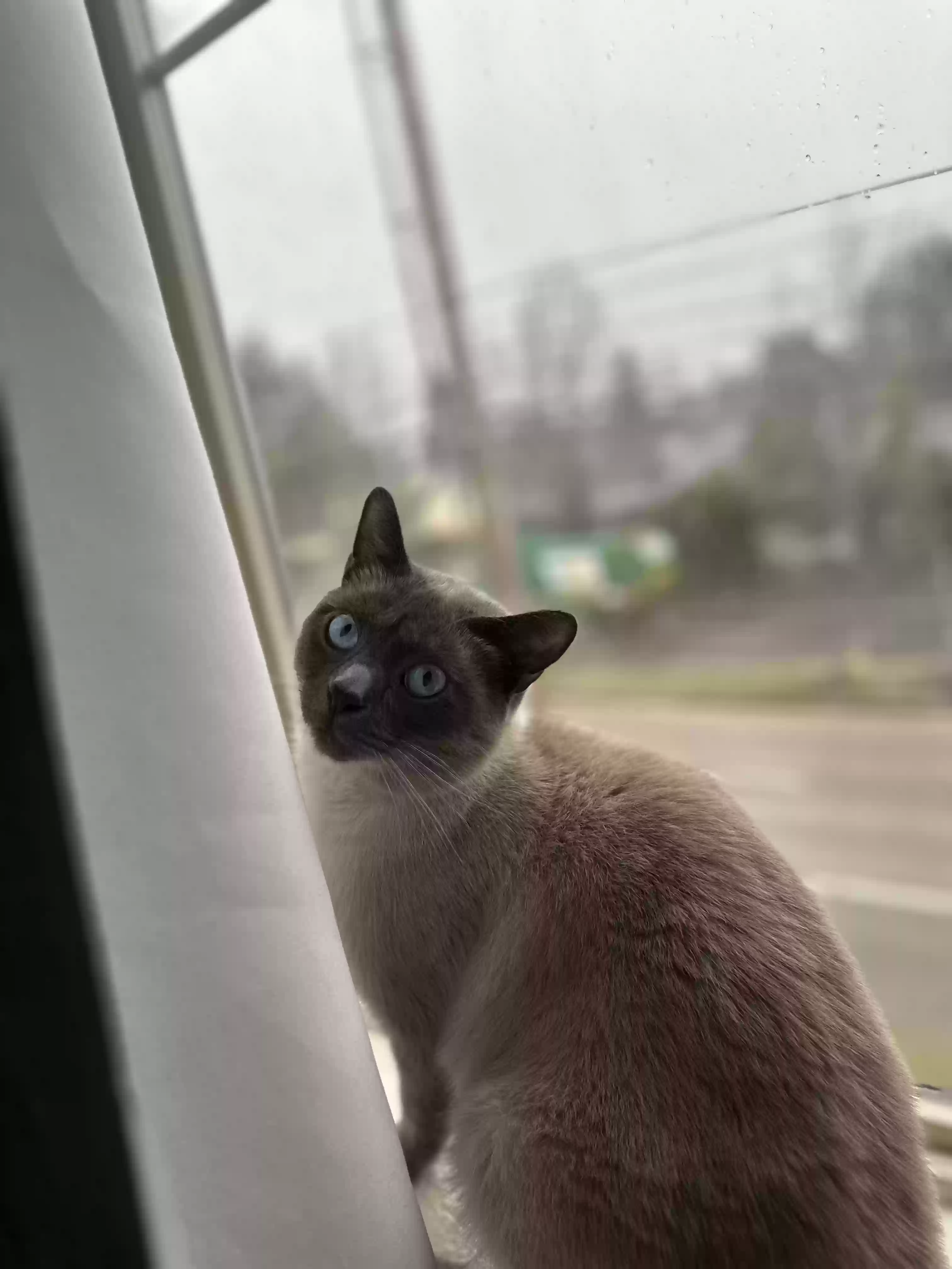 /lostandfound/images/lnfpets/original/184190_photo.webp