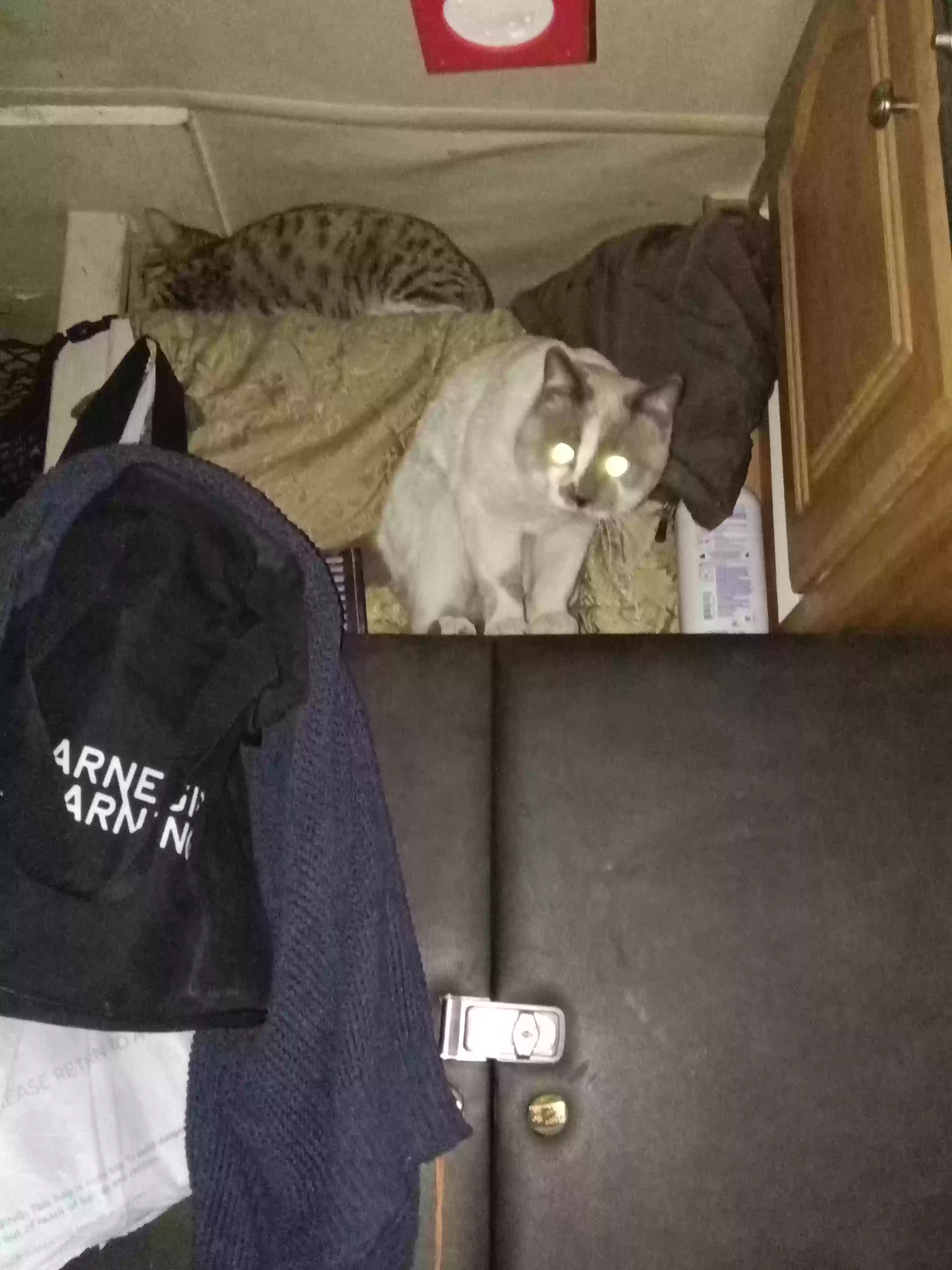 /lostandfound/images/lnfpets/original/184383_photo.webp