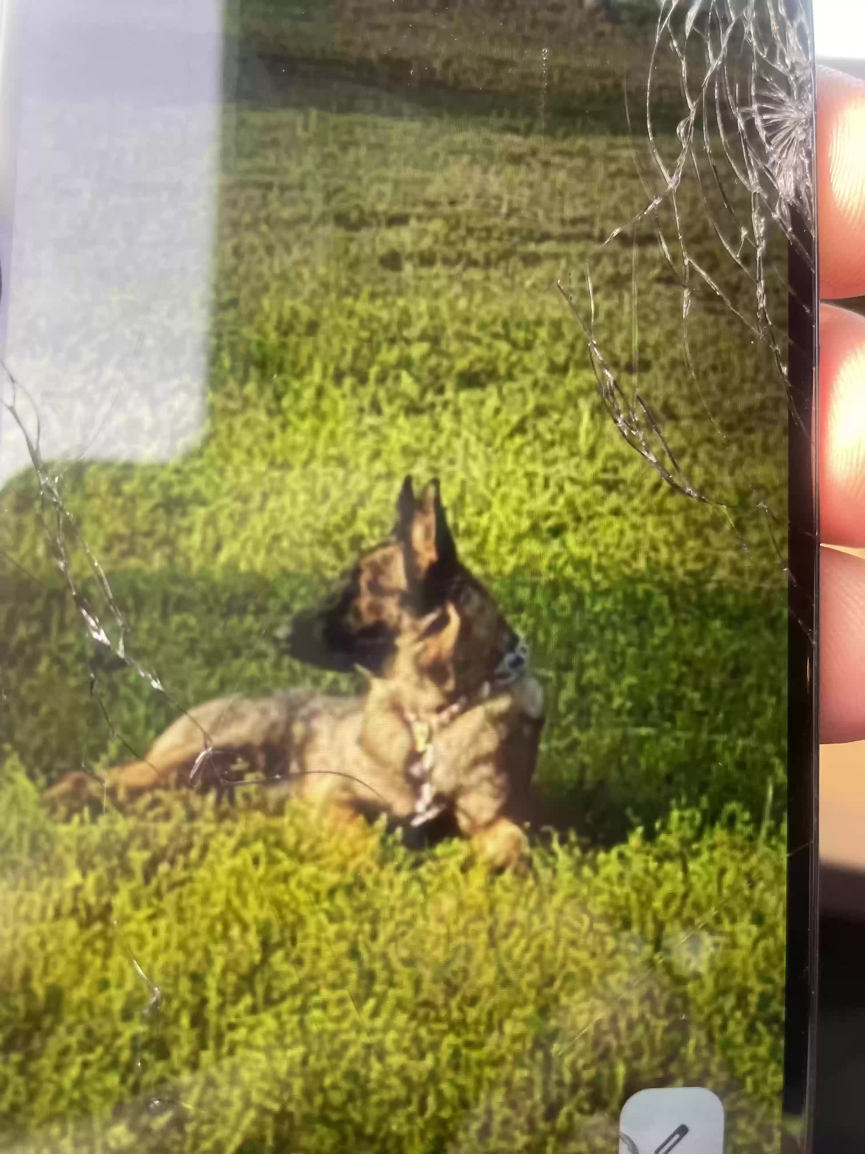 /lostandfound/images/lnfpets/original/184582_photo.webp