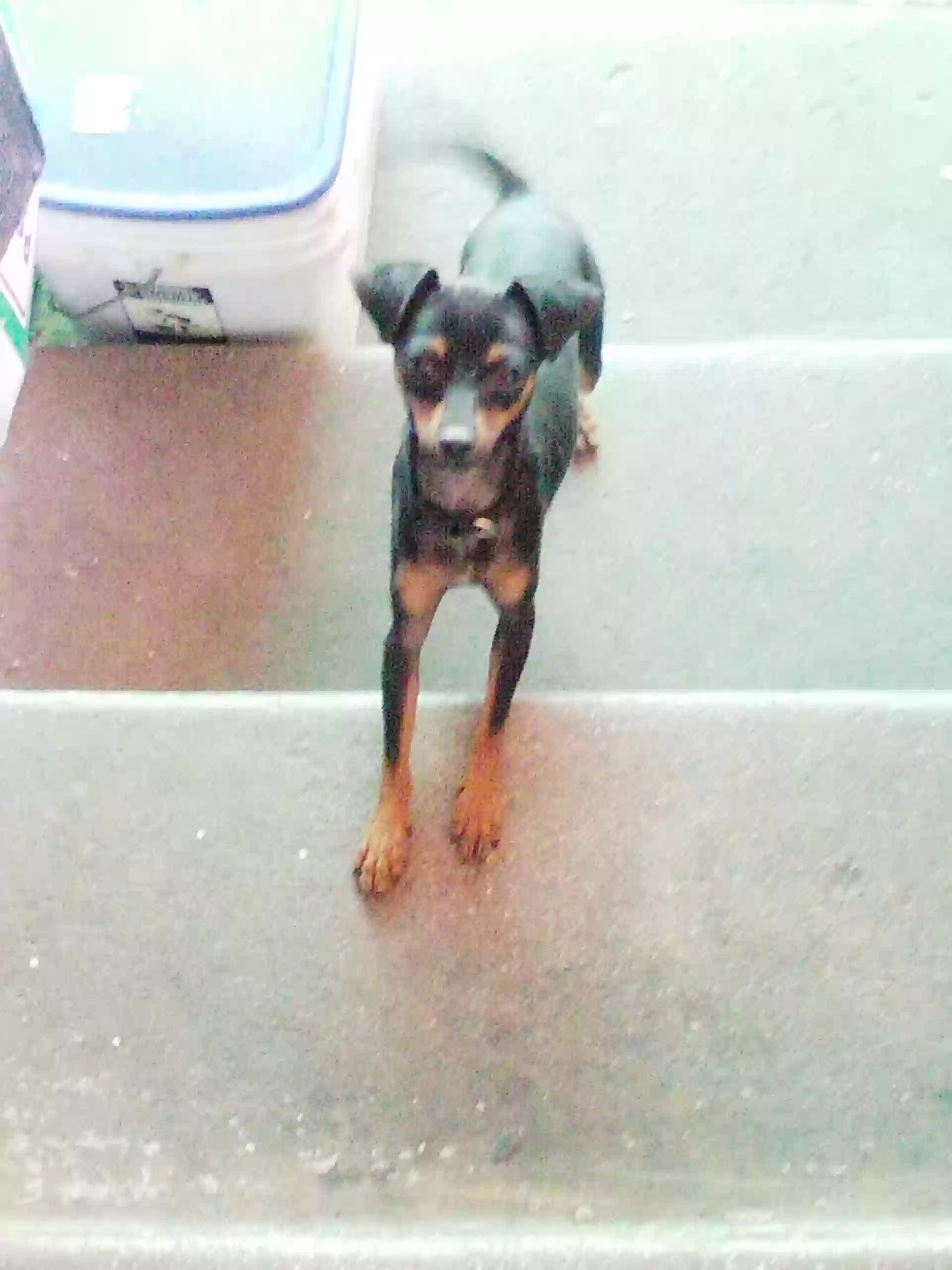 /lostandfound/images/lnfpets/original/184598_1294_IMG_20250402_110842.webp