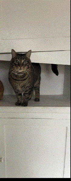 /lostandfound/images/lnfpets/original/184692_photo.gif
